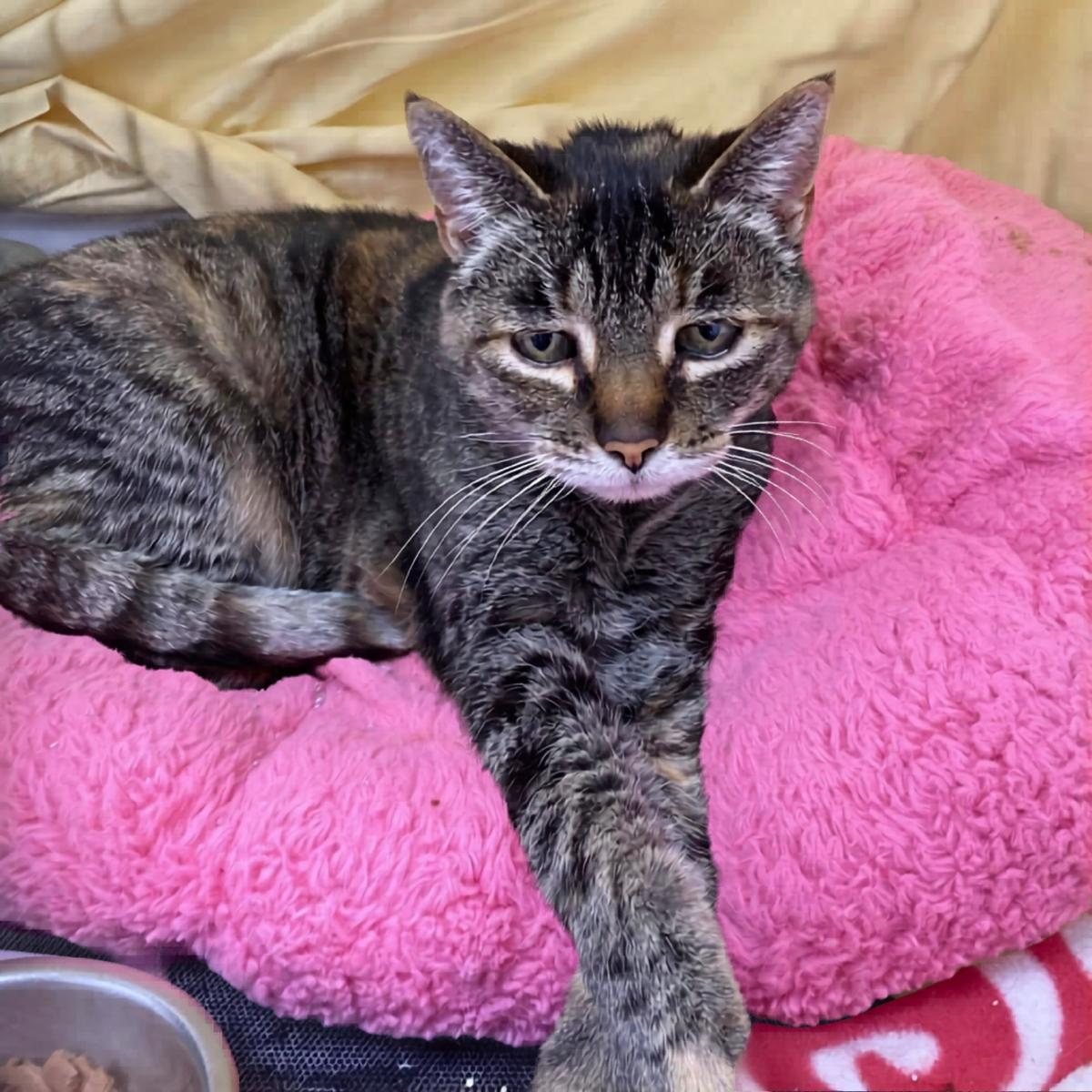 Emily (& Scarlott), a ADOPTABLE mixed breed in El Segundo, CA image 1/5