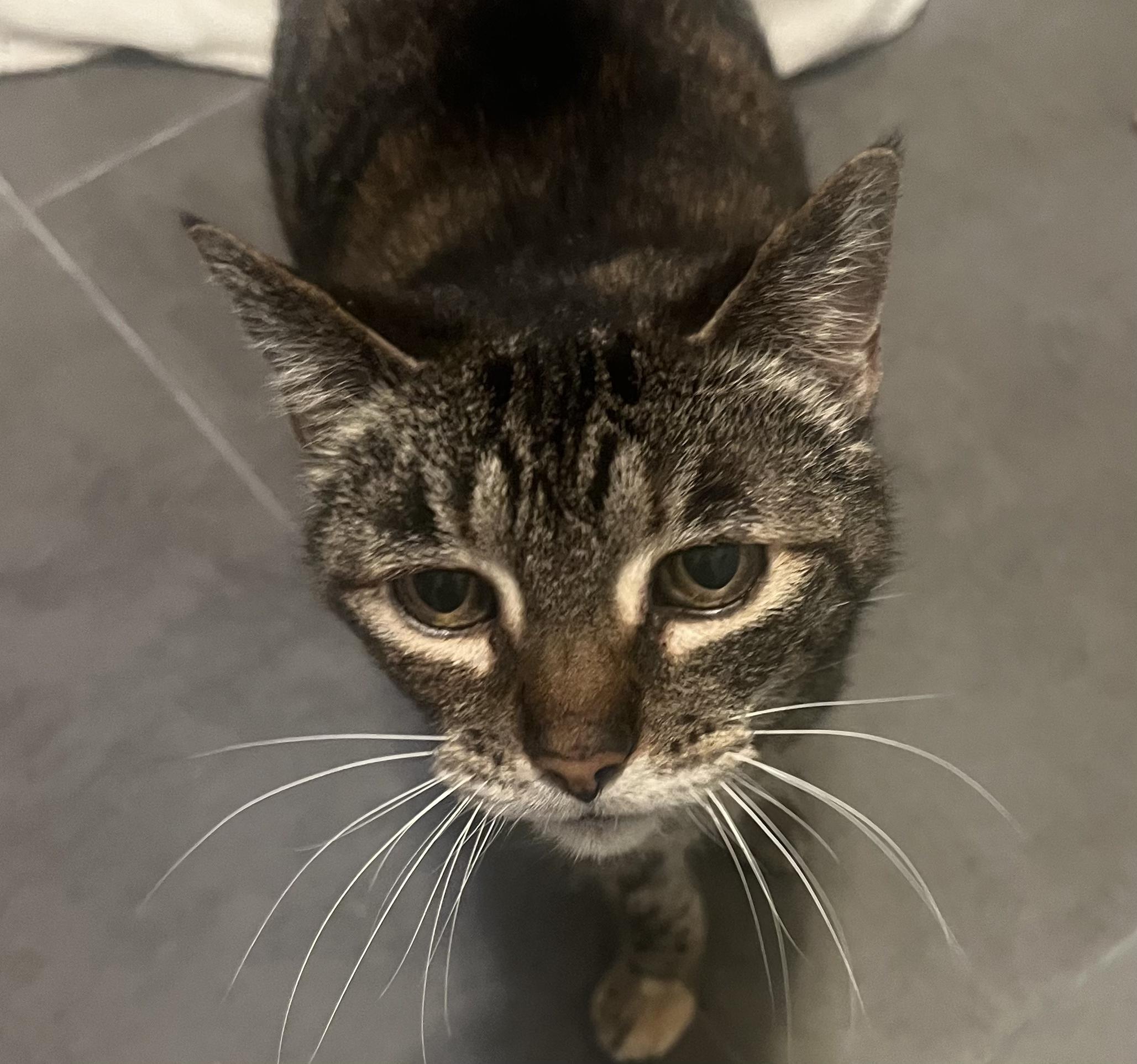Emily (Must Go With Scarlott), ADOPTABLE, Adult Female Domestic Short Hair.