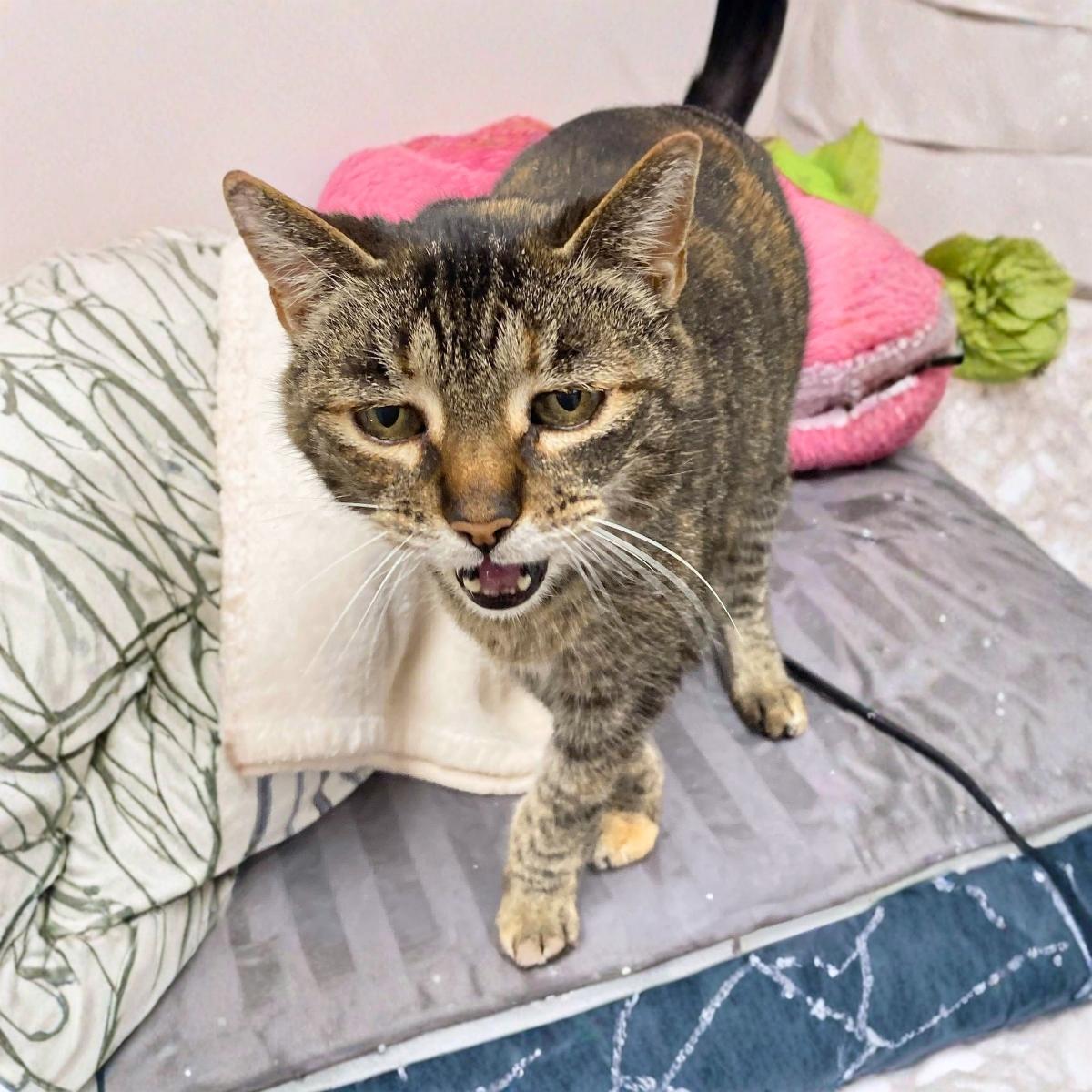 Emily (& Scarlott), a ADOPTABLE mixed breed in El Segundo, CA image 4/5