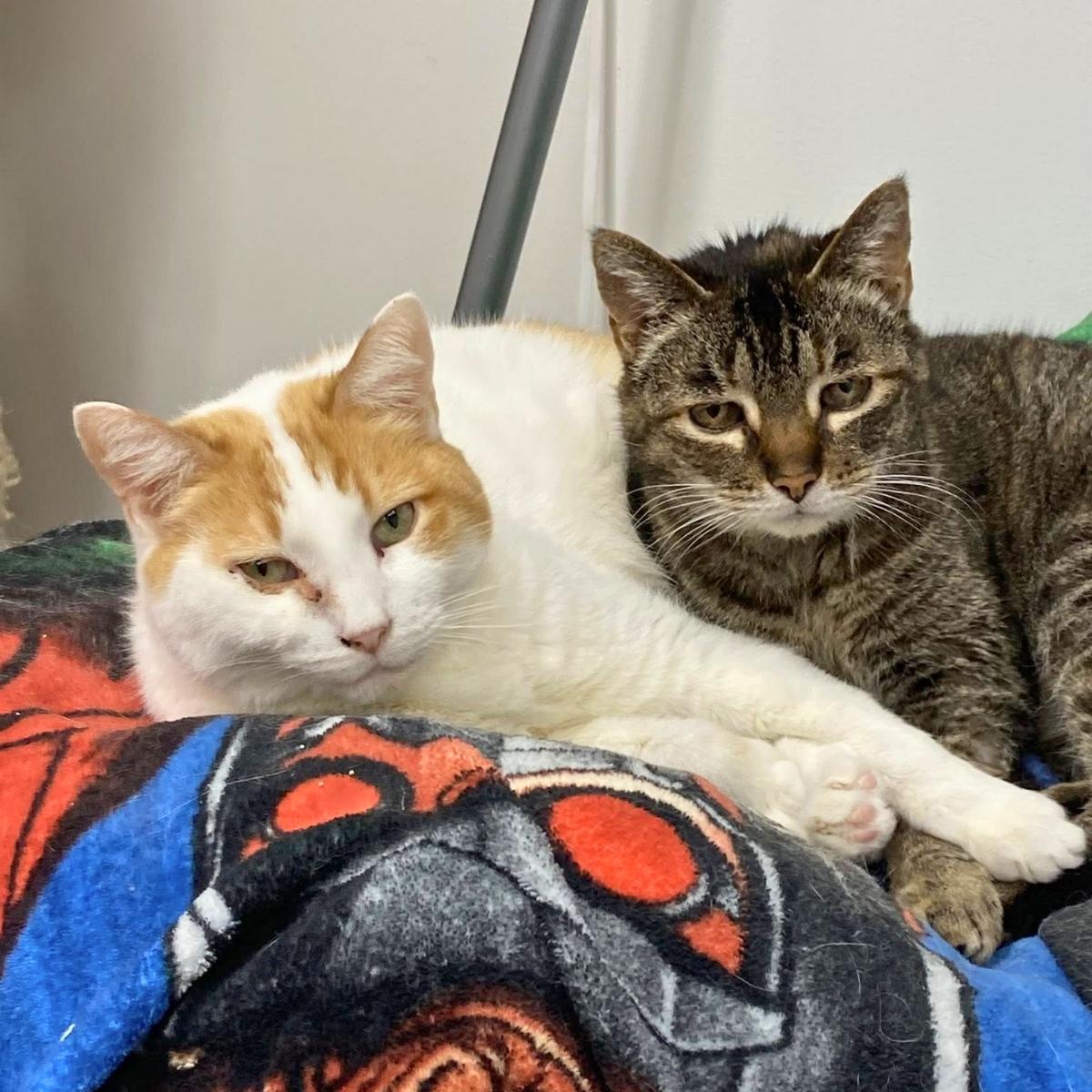 Emily (& Scarlott), a ADOPTABLE mixed breed in El Segundo, CA image 2/5