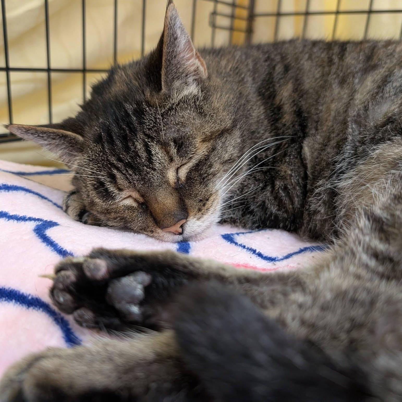 Enlarge Emily, a ADOPTABLE Domestic Short Hair in Manhattan Beach, CA image 3/4