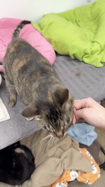 Enlarge Emily, a ADOPTABLE Domestic Short Hair in Manhattan Beach, CA video 4/4