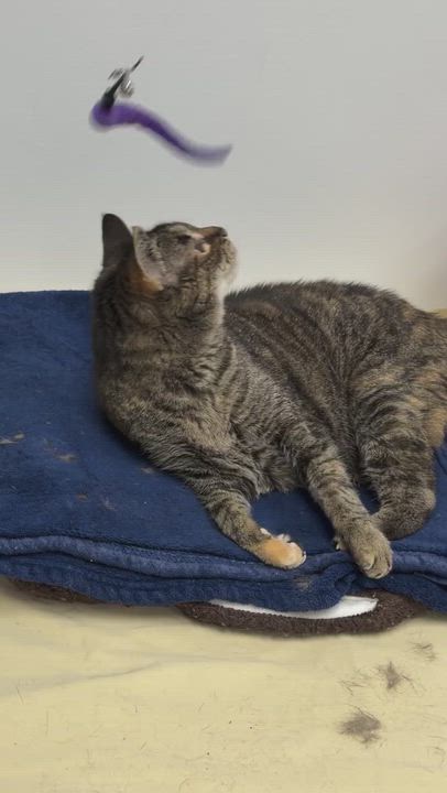 Enlarge Emily, a ADOPTABLE Domestic Short Hair in Manhattan Beach, CA video 6/6