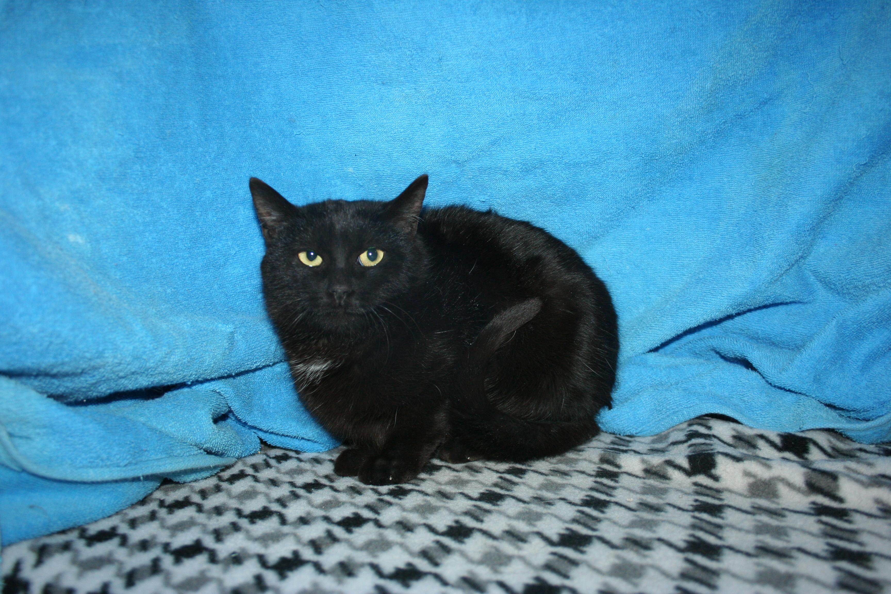 Cat-A-Pillar, Adoptable, Kitten Female Domestic Short Hair.