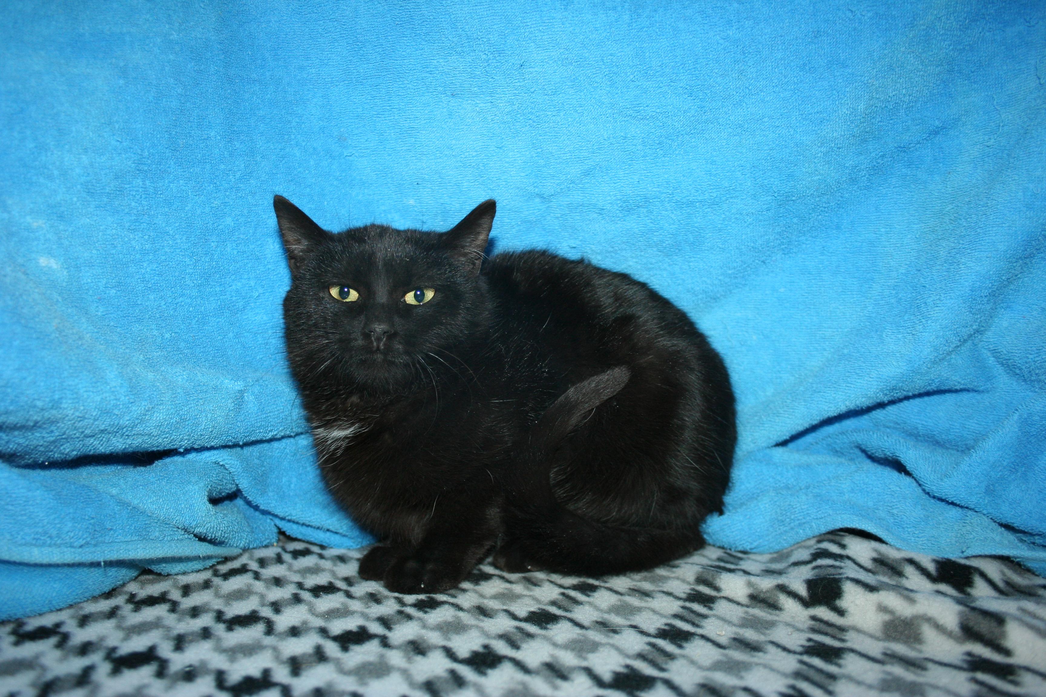 Cat-A-Pillar, a Adoptable mixed breed in Howell, MI image 2/2