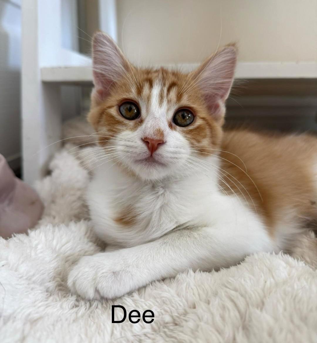 Dee