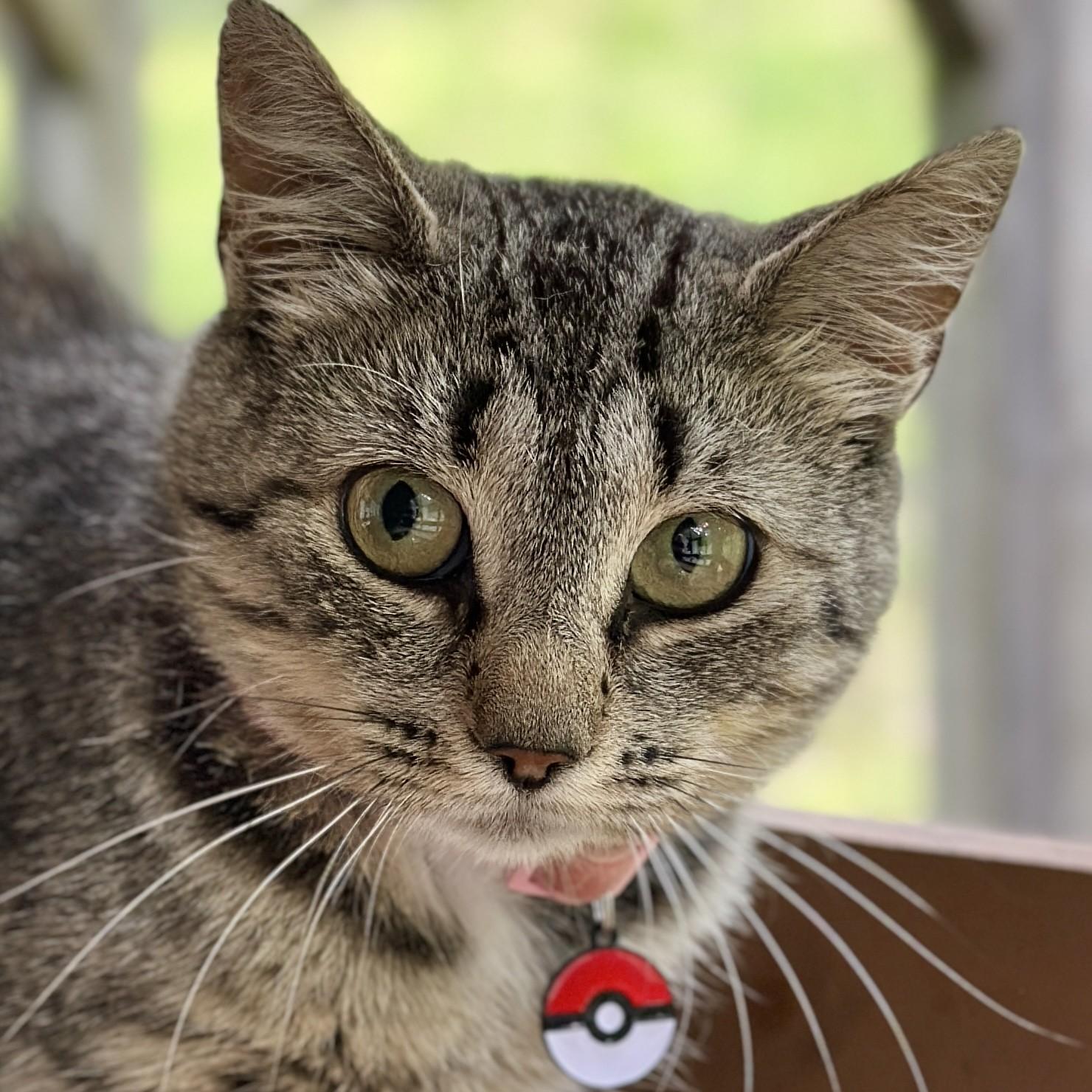 Squirtle, Adoptable, Adult Female Domestic Short Hair.