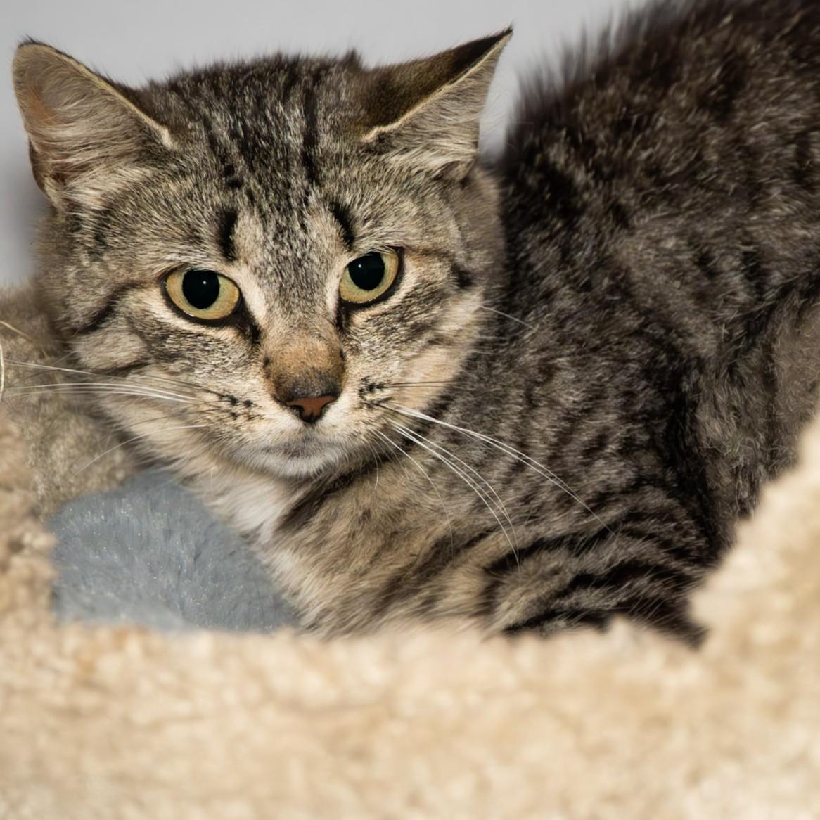 Enlarge Squirtle, a Adoptable Domestic Short Hair in Victor, NY image 4/5