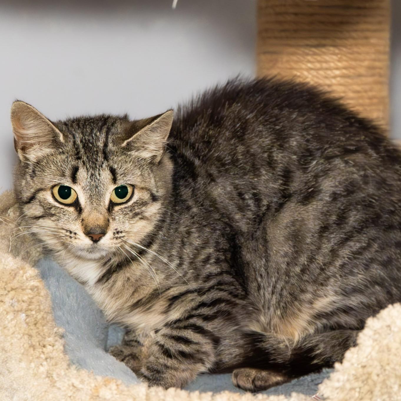 Enlarge Squirtle, a Adoptable Domestic Short Hair in Victor, NY image 5/5