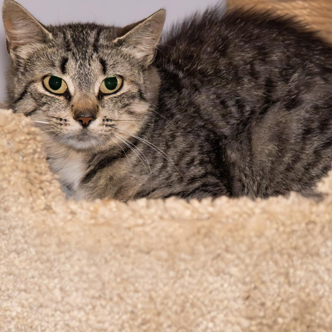 Enlarge Squirtle, a Adoptable Domestic Short Hair in Victor, NY image 3/5