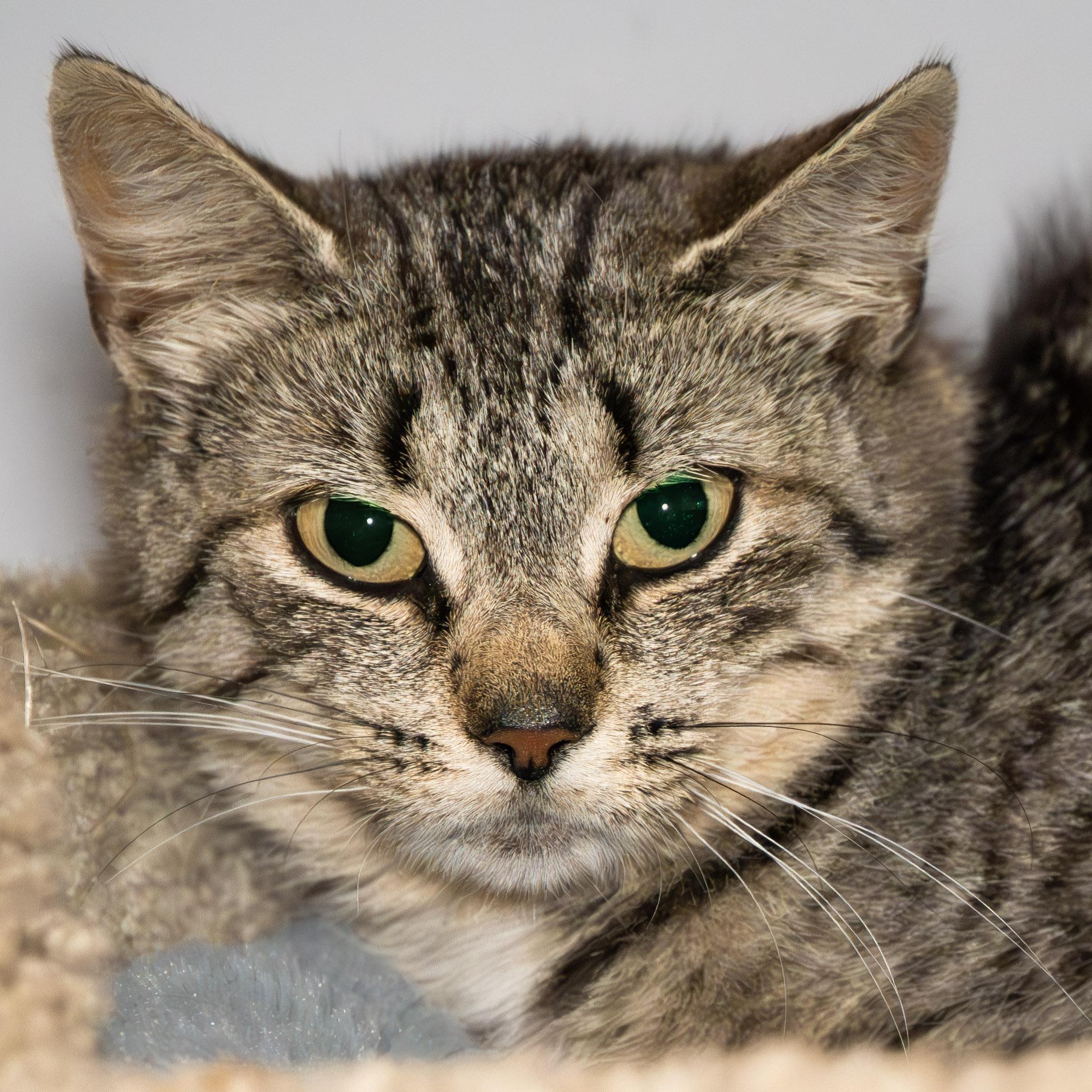 Enlarge Squirtle, a Adoptable Domestic Short Hair in Victor, NY image 2/5