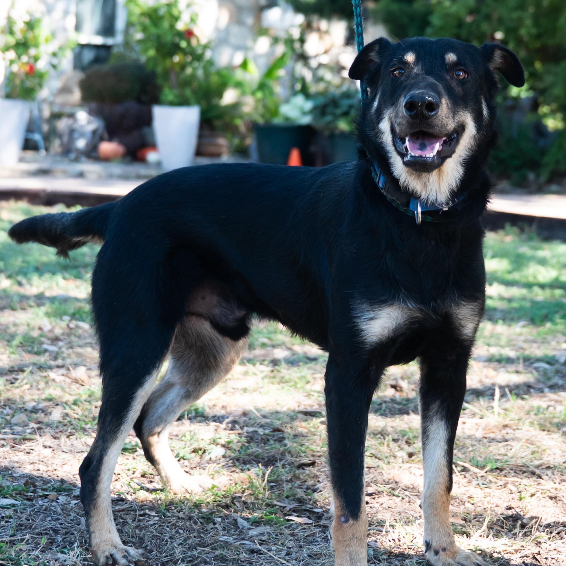 Enlarge Rex, a ADOPTABLE mixed breed in Williston, VT image 5/6