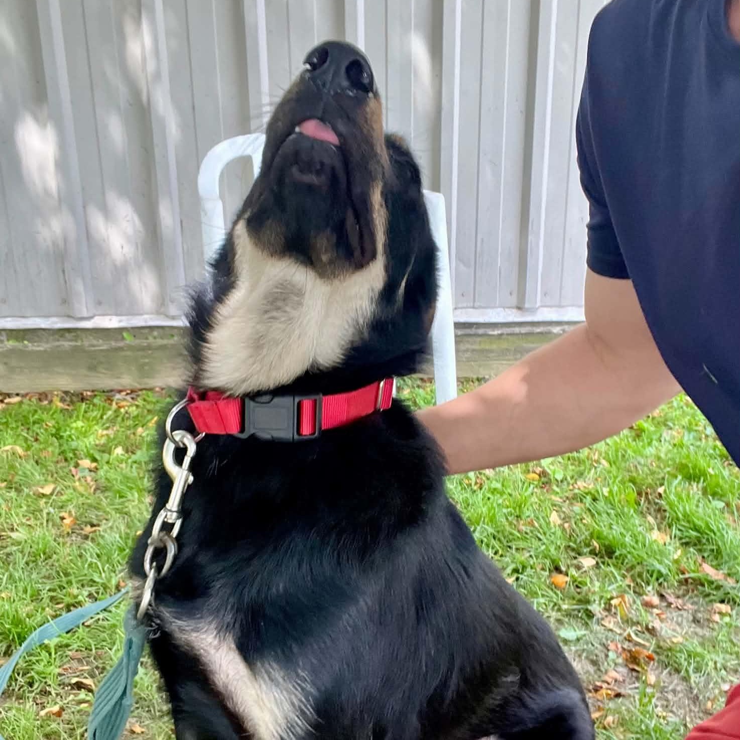 Rex, a ADOPTABLE mixed breed in Williston, VT image 5/6