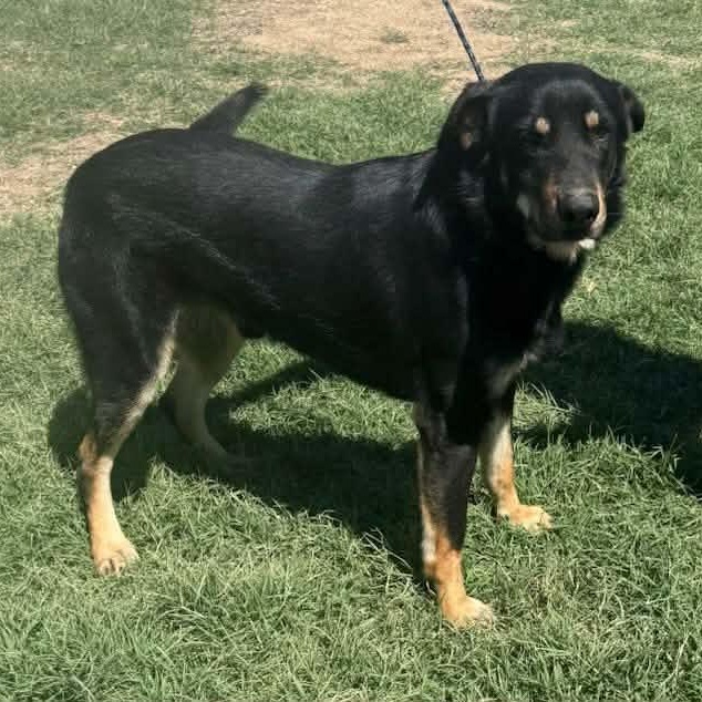 Enlarge Rex, a ADOPTABLE mixed breed in Williston, VT image 4/6