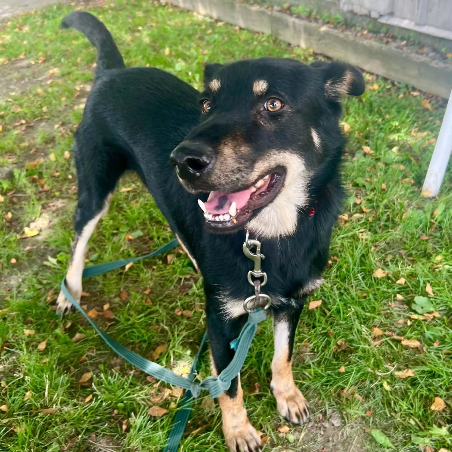 Rex, a ADOPTABLE mixed breed in Williston, VT image 3/6
