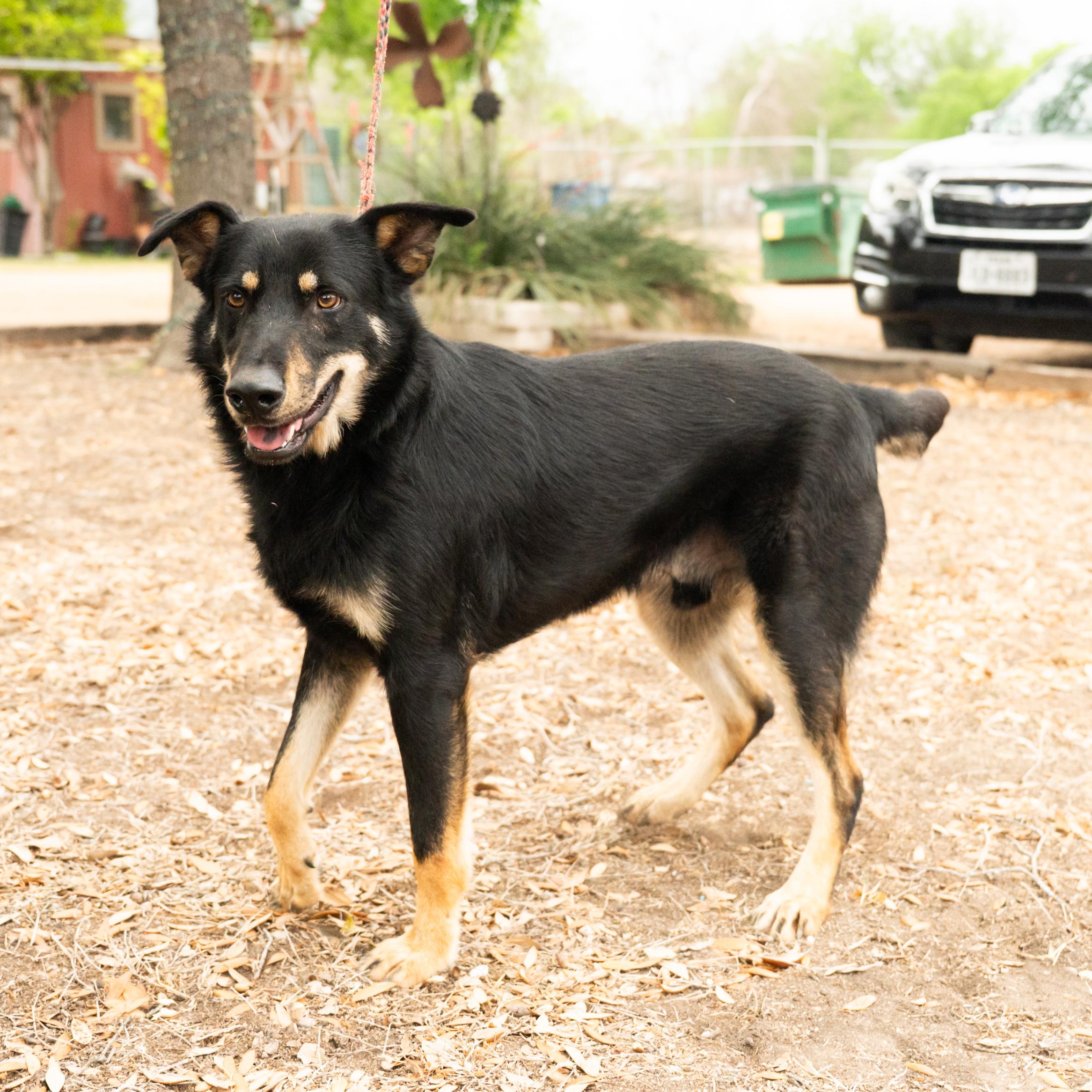 Enlarge Rex, a ADOPTABLE mixed breed in Williston, VT image 3/6