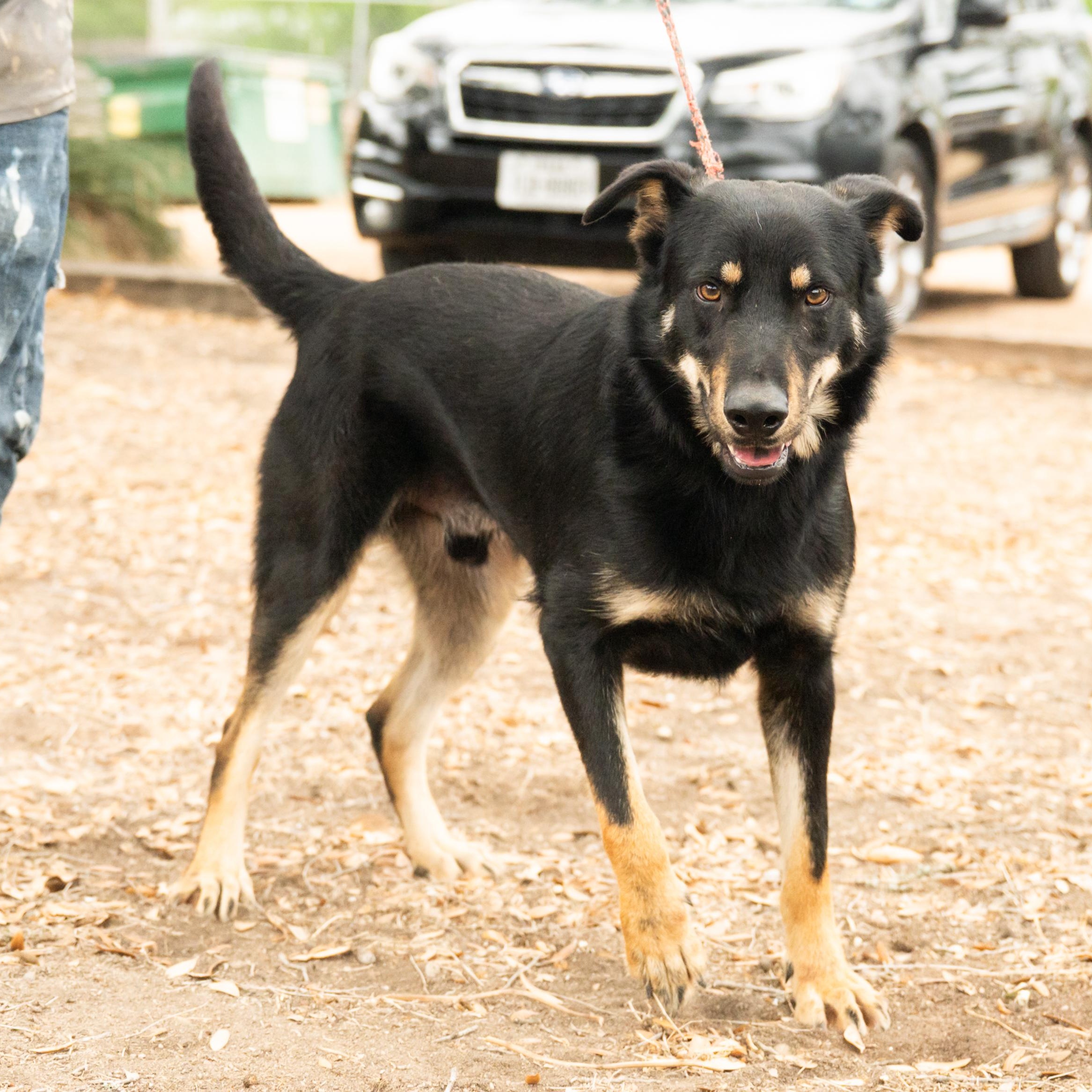 Enlarge Rex, a ADOPTABLE mixed breed in Williston, VT image 2/6