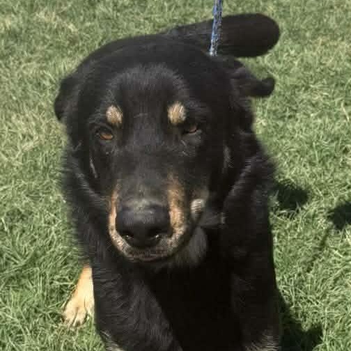 Enlarge Rex, a ADOPTABLE mixed breed in Williston, VT image 6/6