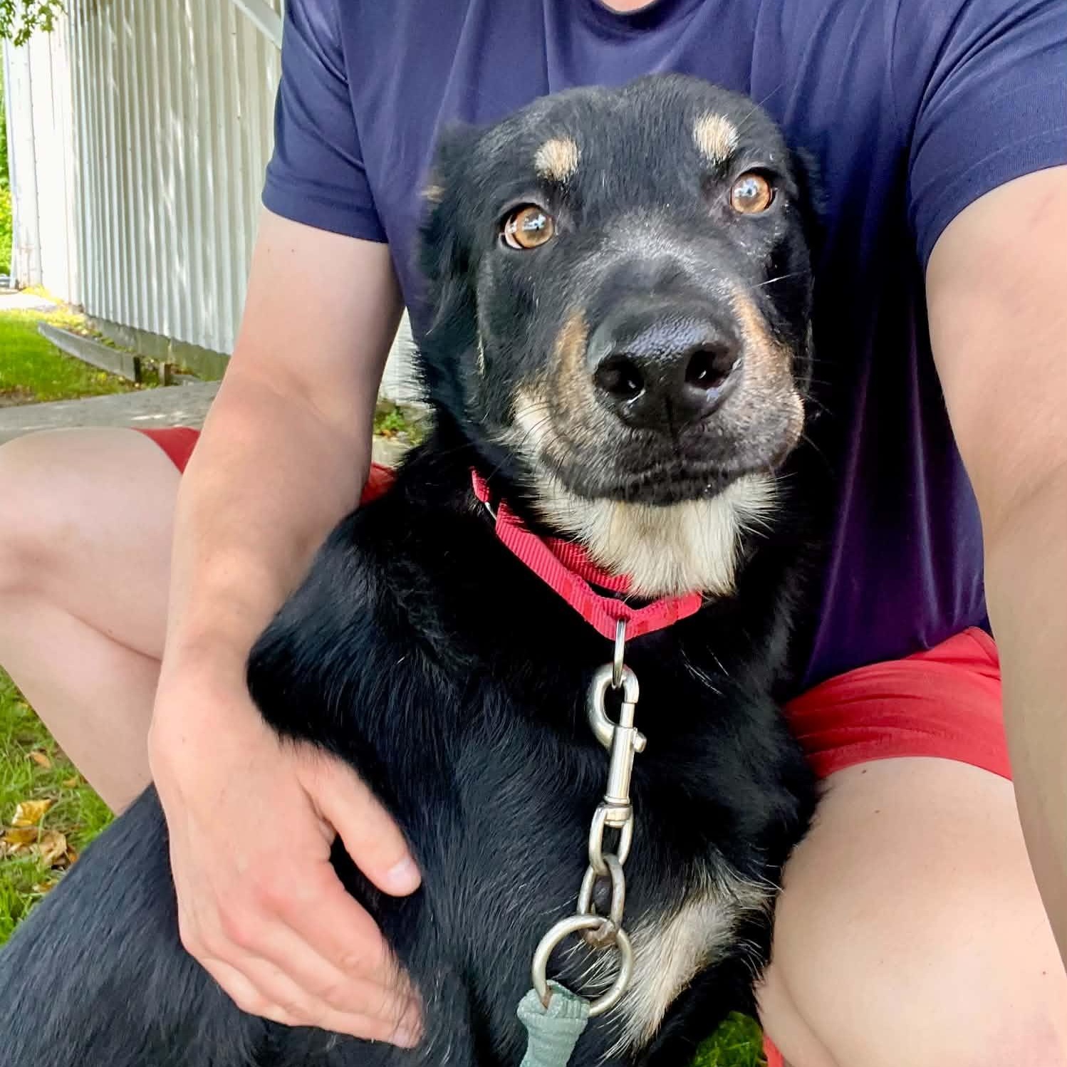 Rex, a ADOPTABLE mixed breed in Williston, VT image 1/6