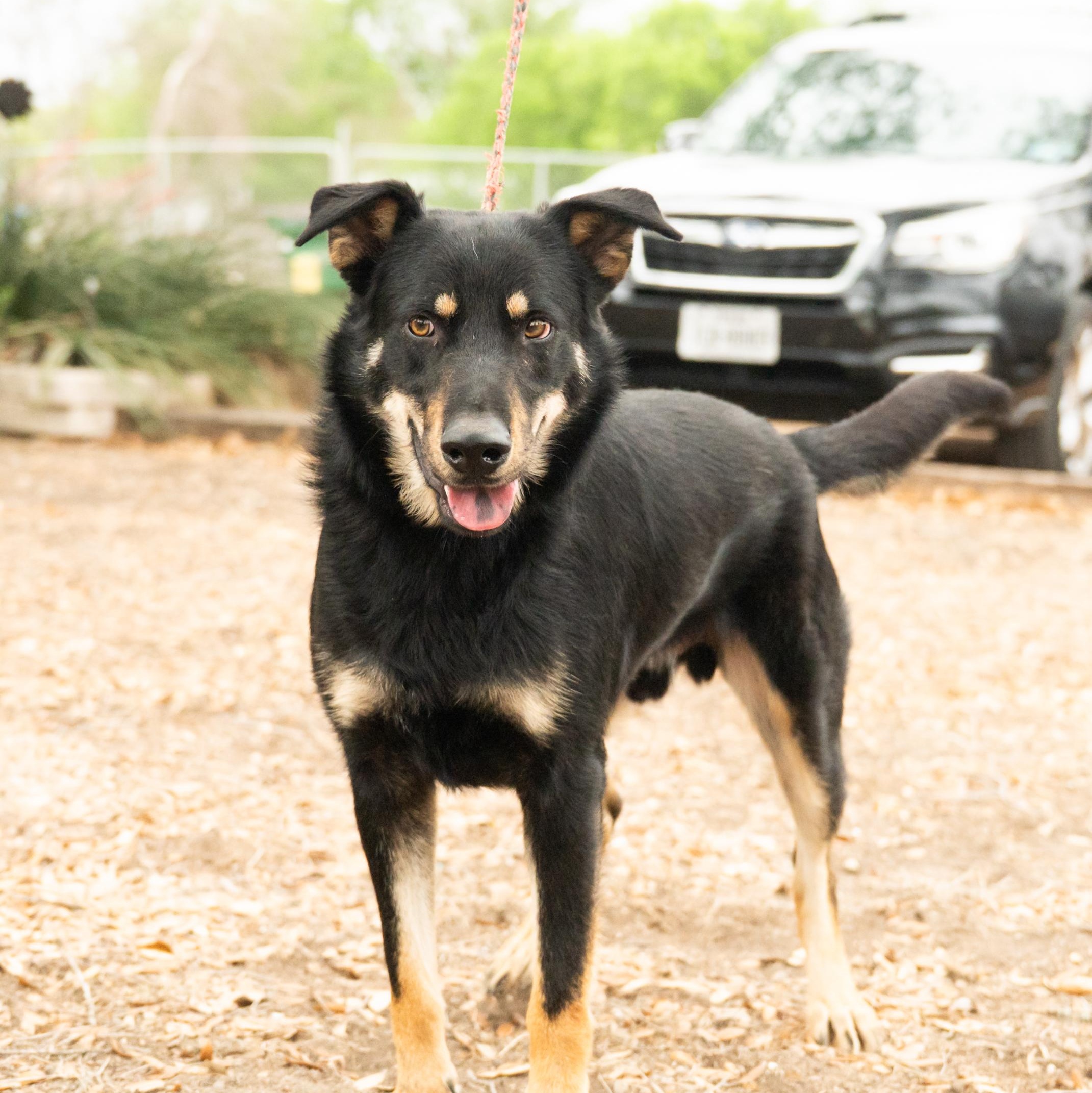 Enlarge Rex, a ADOPTABLE mixed breed in Williston, VT image 1/6