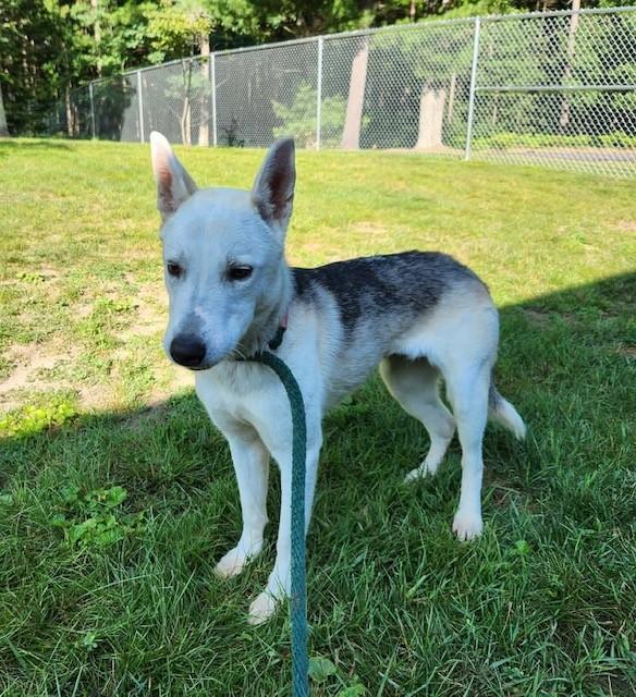 Fern, ADOPTABLE, Adult Female Husky & German Shepherd Dog.