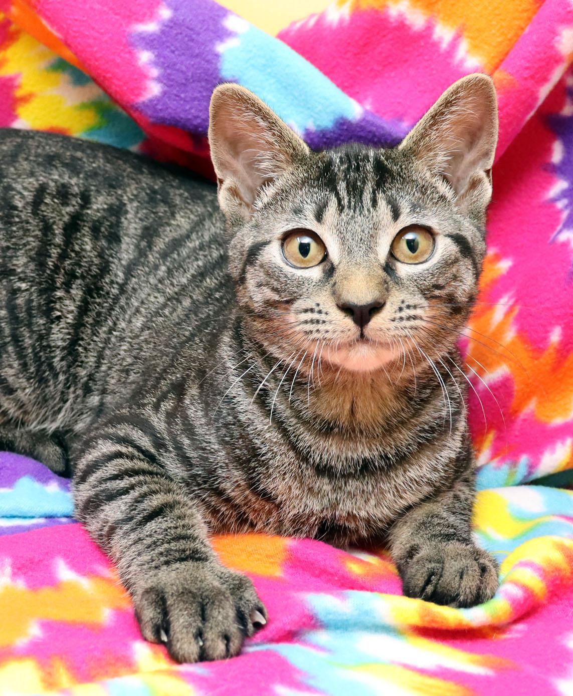 Pawsome, ADOPTABLE, Young Male Domestic Short Hair.