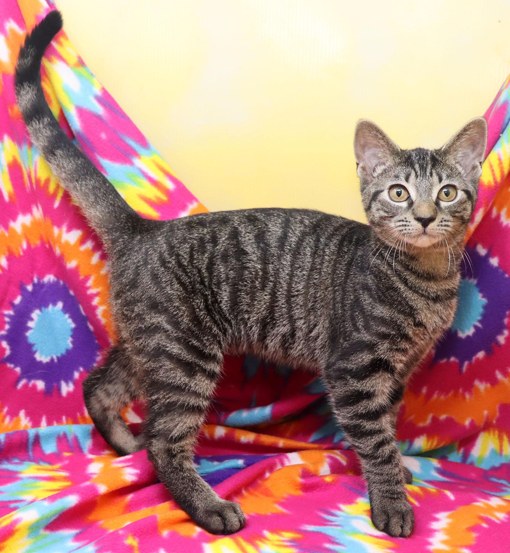 Enlarge Pawsome, a ADOPTABLE Domestic Short Hair in Tierra Verde, FL image 3/3