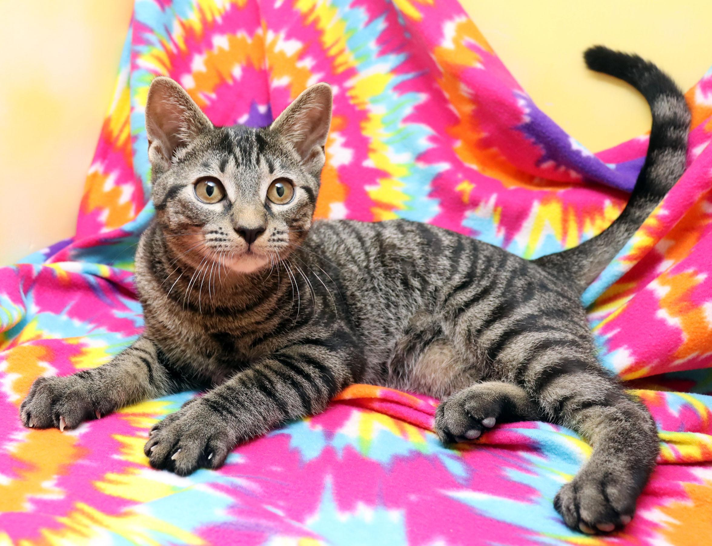Enlarge Pawsome, a ADOPTABLE Domestic Short Hair in Tierra Verde, FL image 2/3