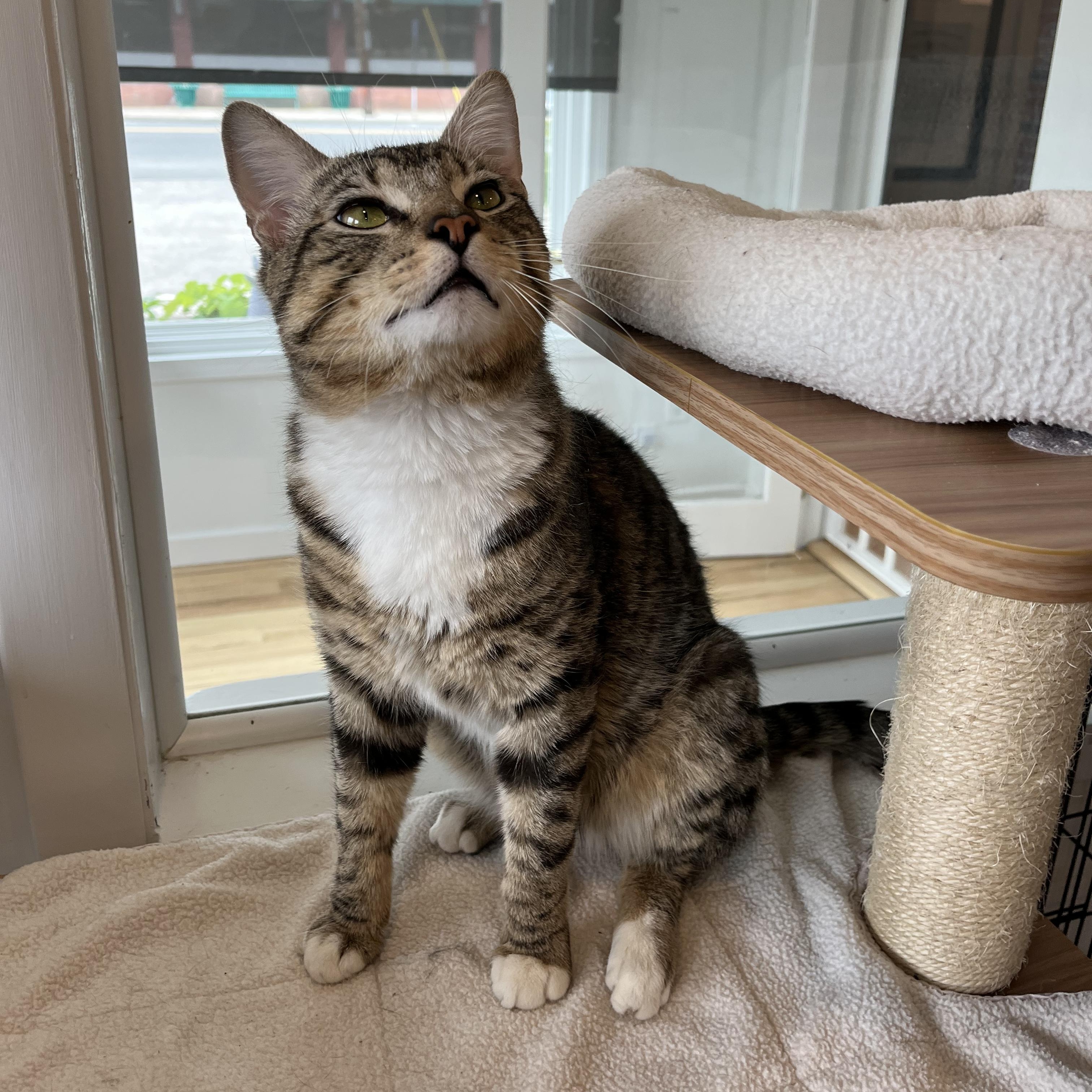 Benji, a ADOPTABLE American Shorthair in Hull, MA image 1/4