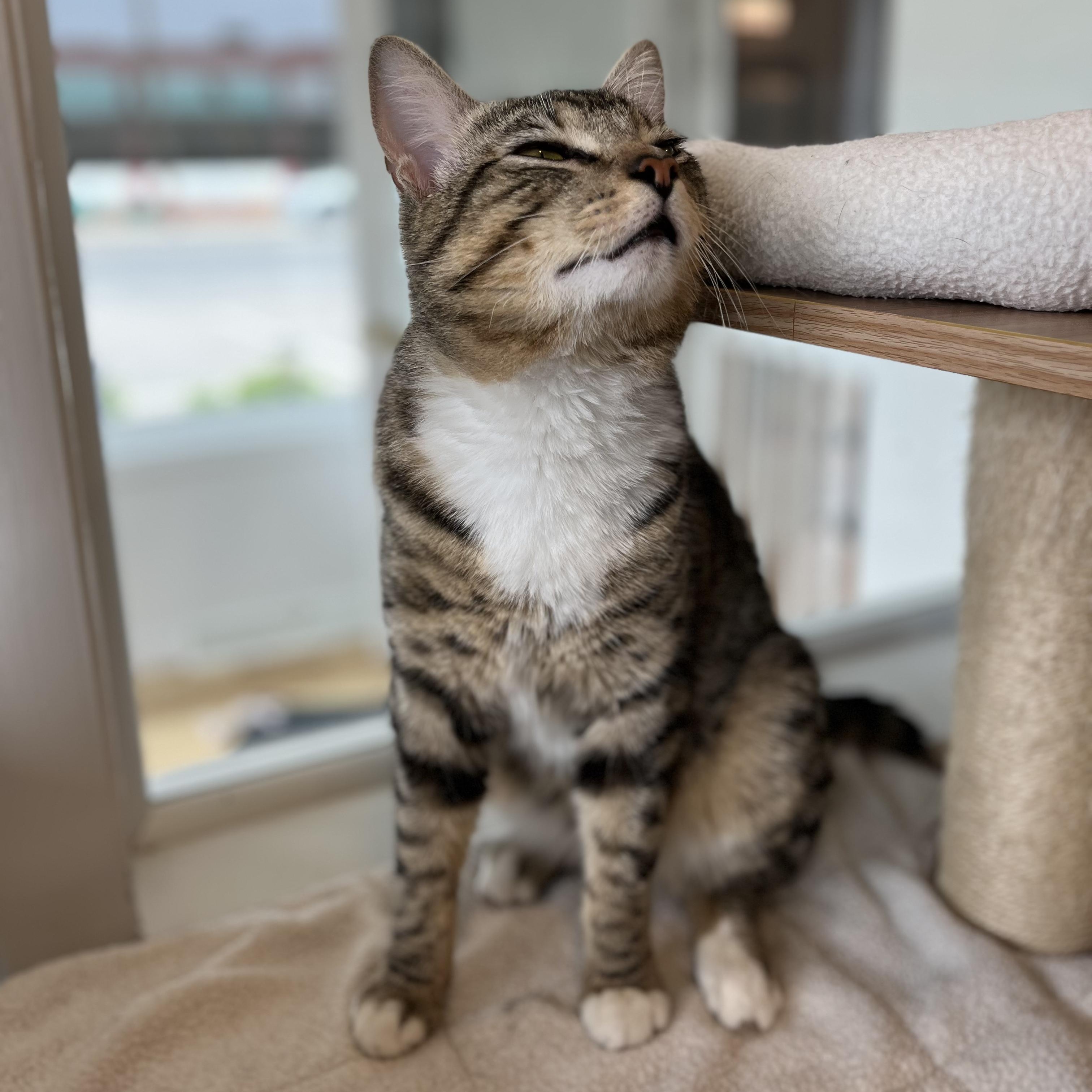 Benji, a ADOPTABLE American Shorthair in Hull, MA image 4/4