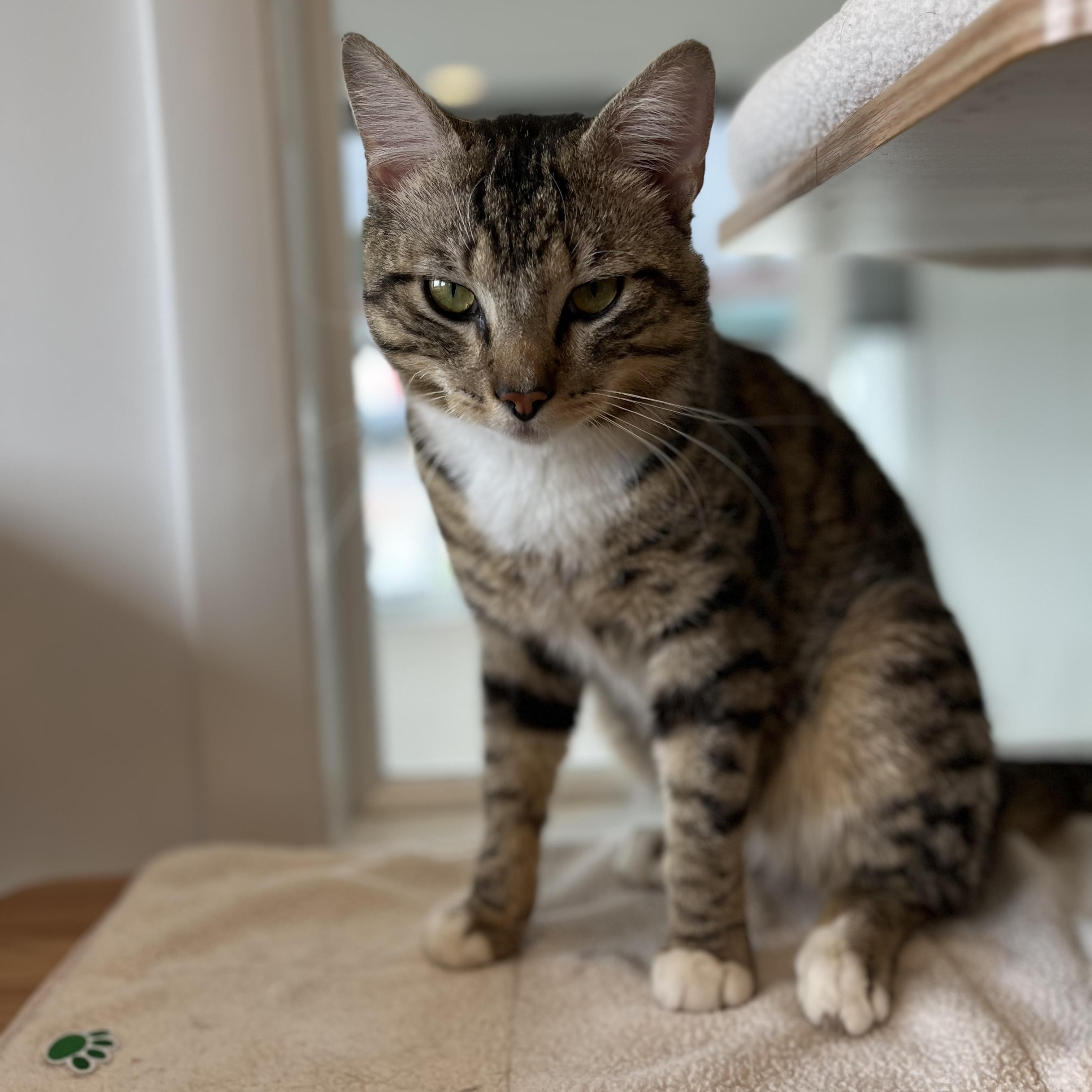 Benji, a ADOPTABLE American Shorthair in Hull, MA image 3/4