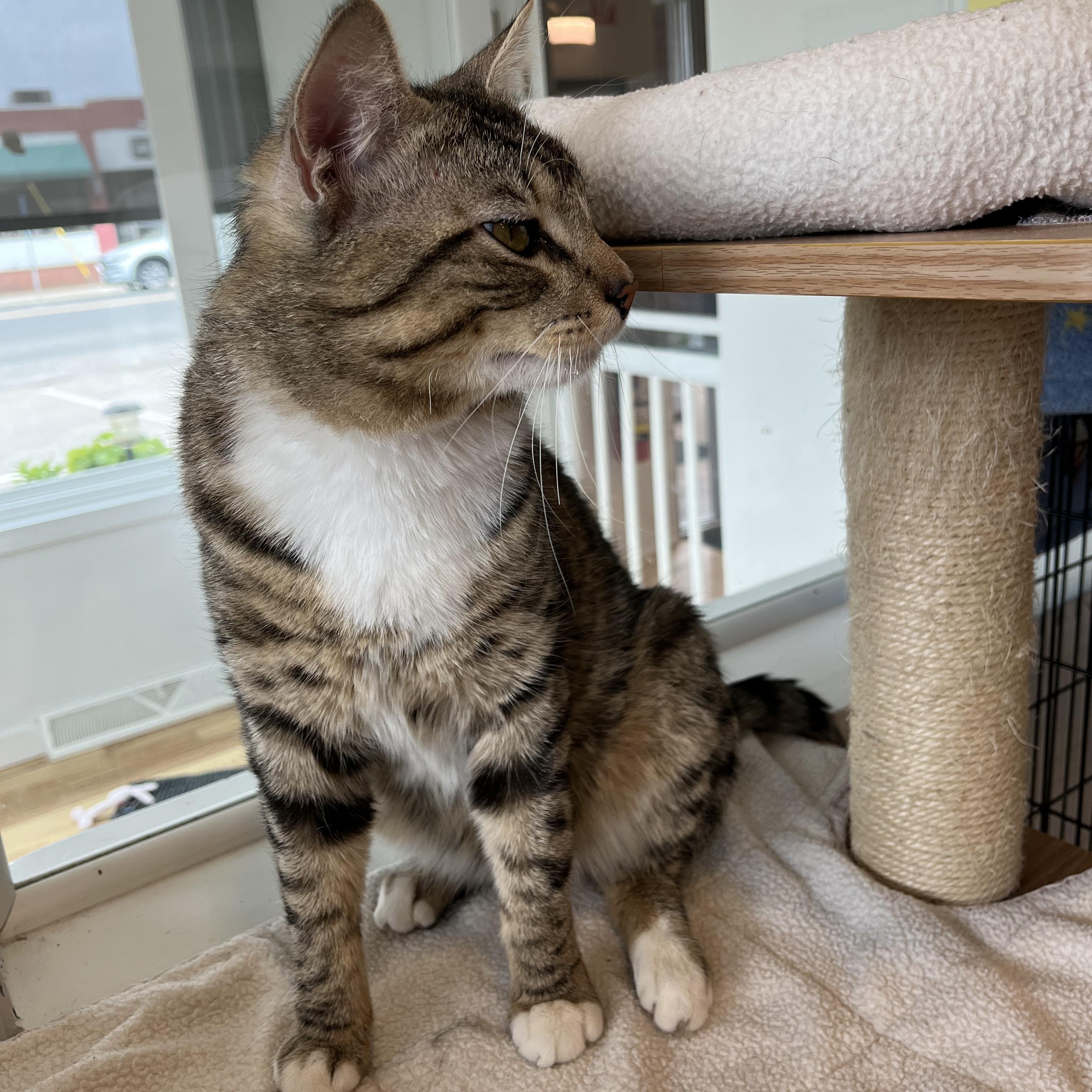 Benji, a ADOPTABLE American Shorthair in Hull, MA image 2/4