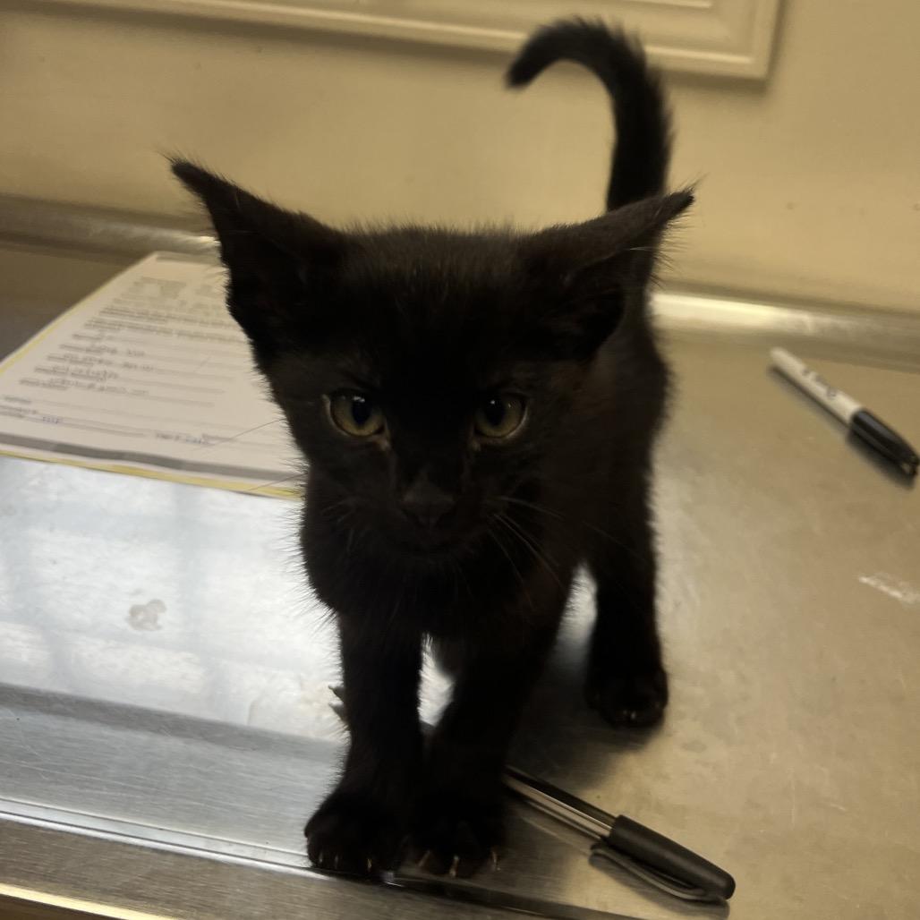 Pepper — thumbnail 2