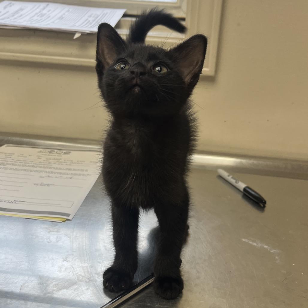 Pepper — thumbnail 3