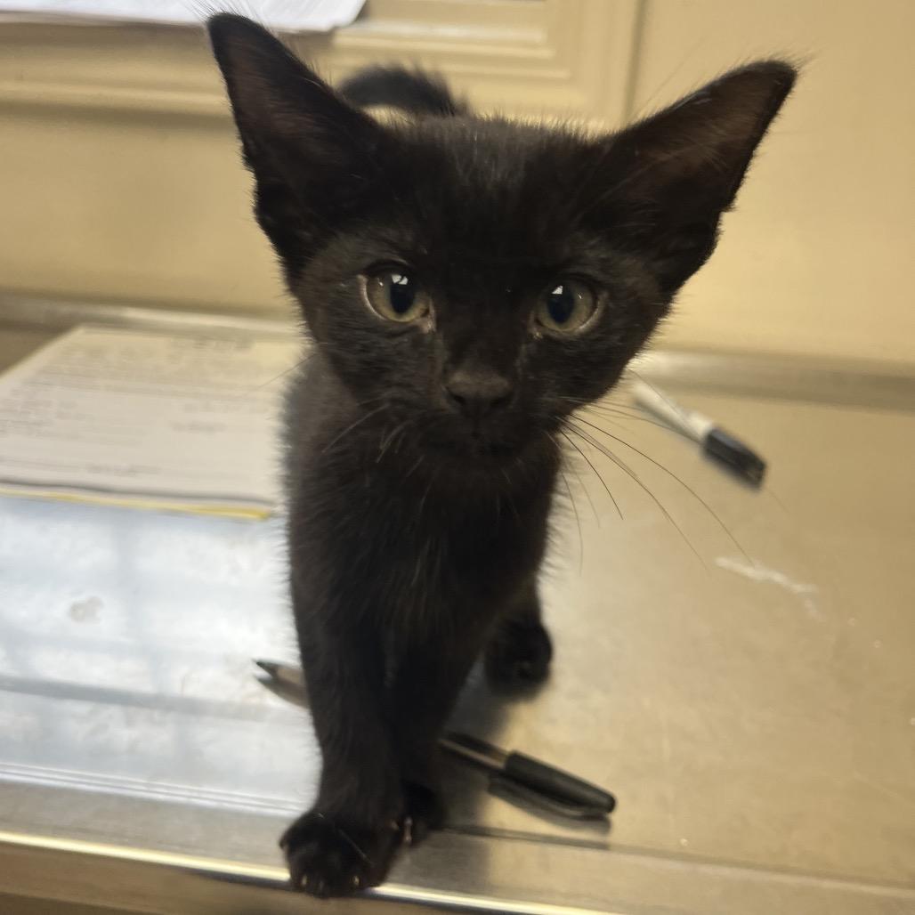 Pepper — thumbnail 4