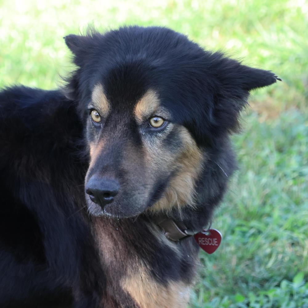Major, Adoptable, Adult Male German Shepherd Dog.