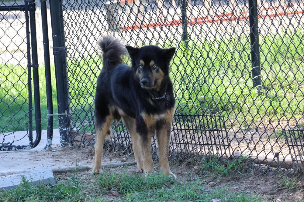 Enlarge Major, a Adoptable mixed breed in Richmond, TX image 2/3