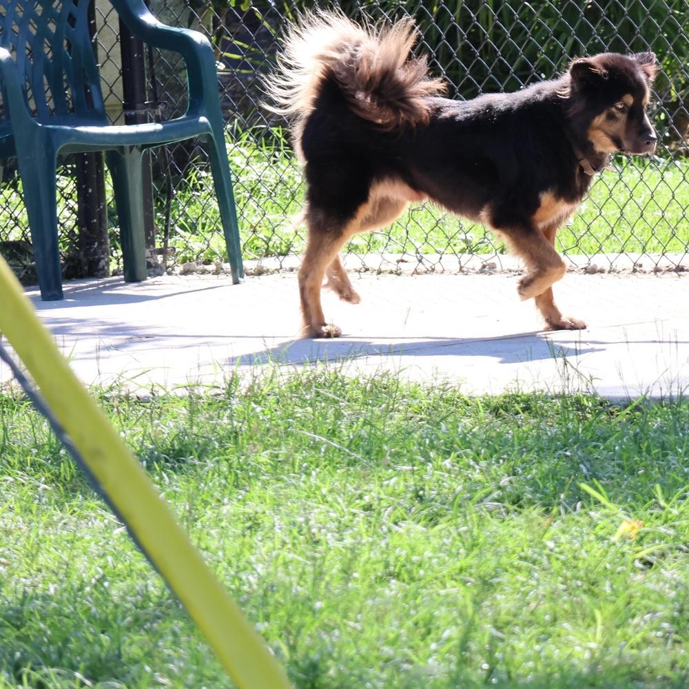 Enlarge Major, a Adoptable mixed breed in Richmond, TX image 3/3
