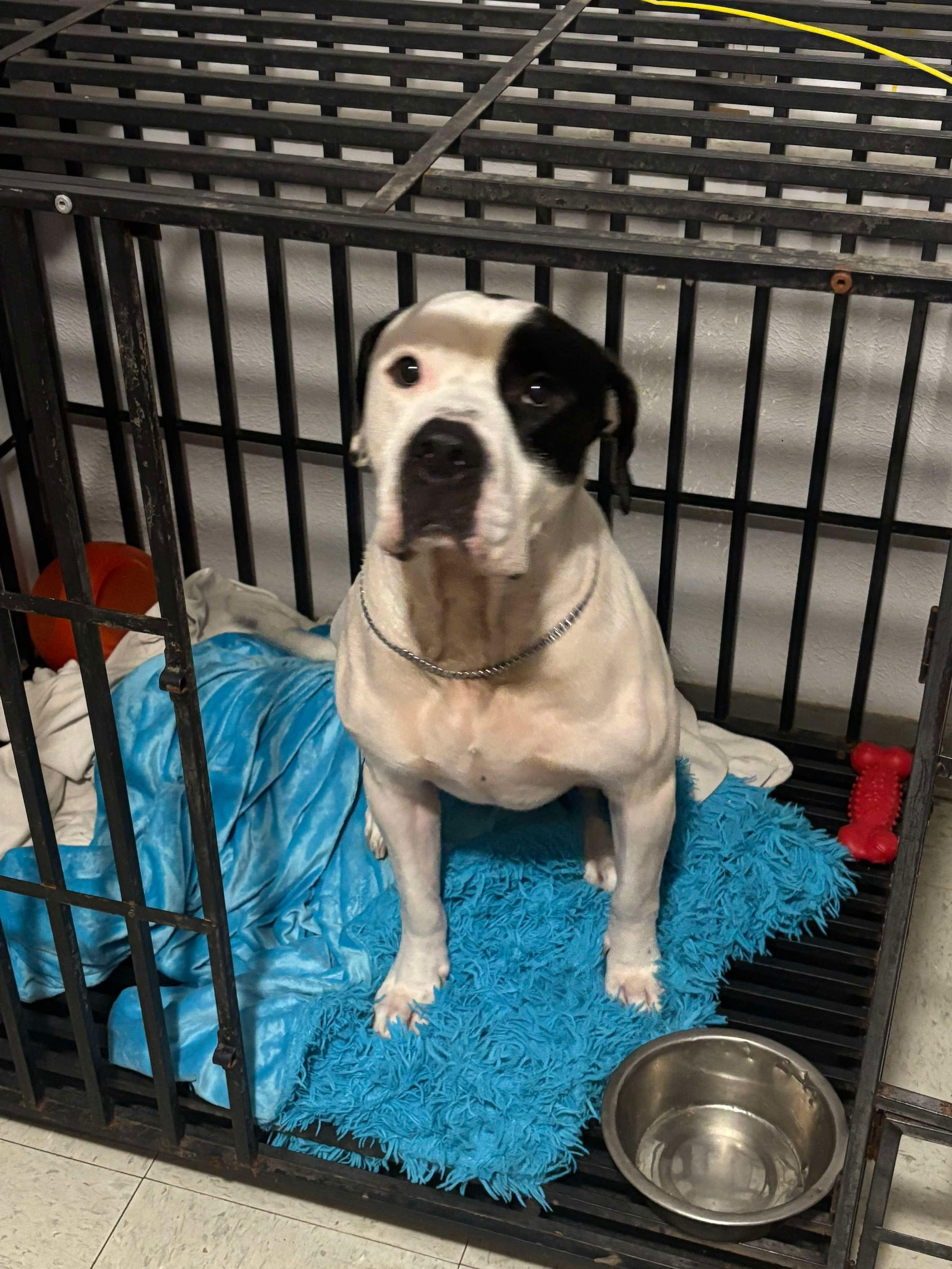 Enlarge Krew, a Adoptable mixed breed in Kansas City, MO image 1/2