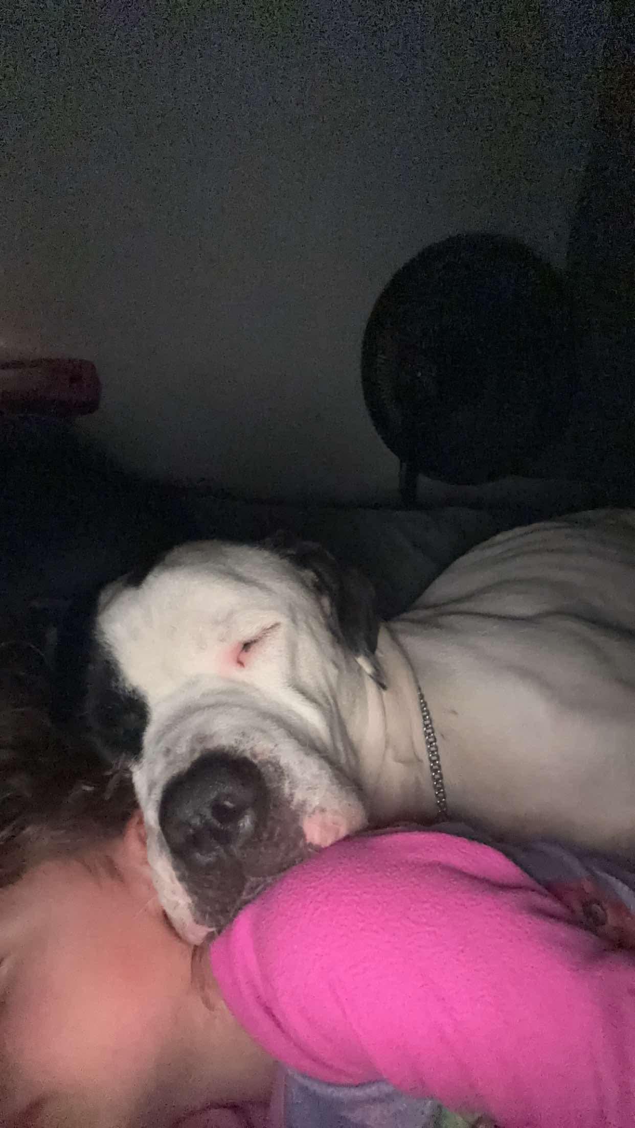 Enlarge Krew, a Adoptable mixed breed in Kansas City, MO image 2/2