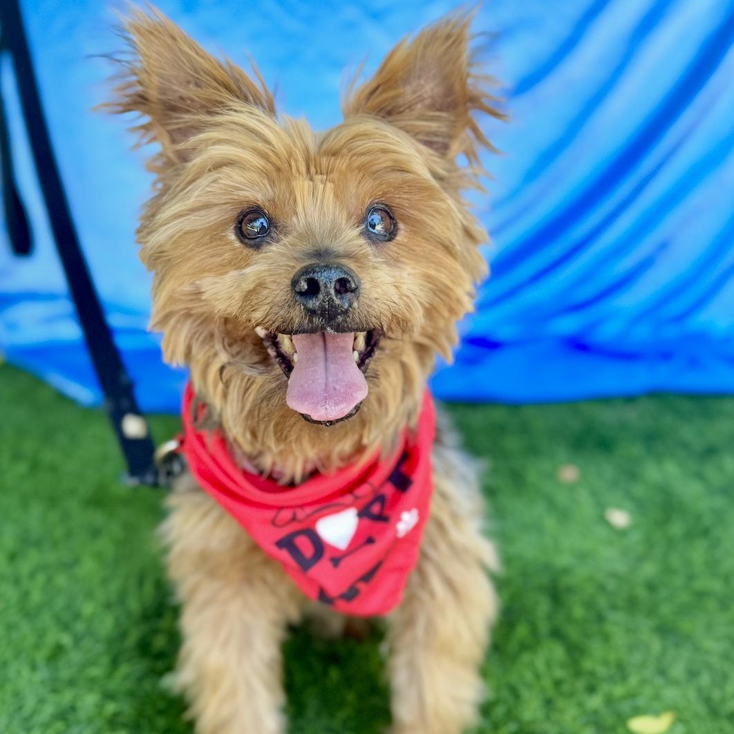 YOGI, Adult Male Yorkshire Terrier