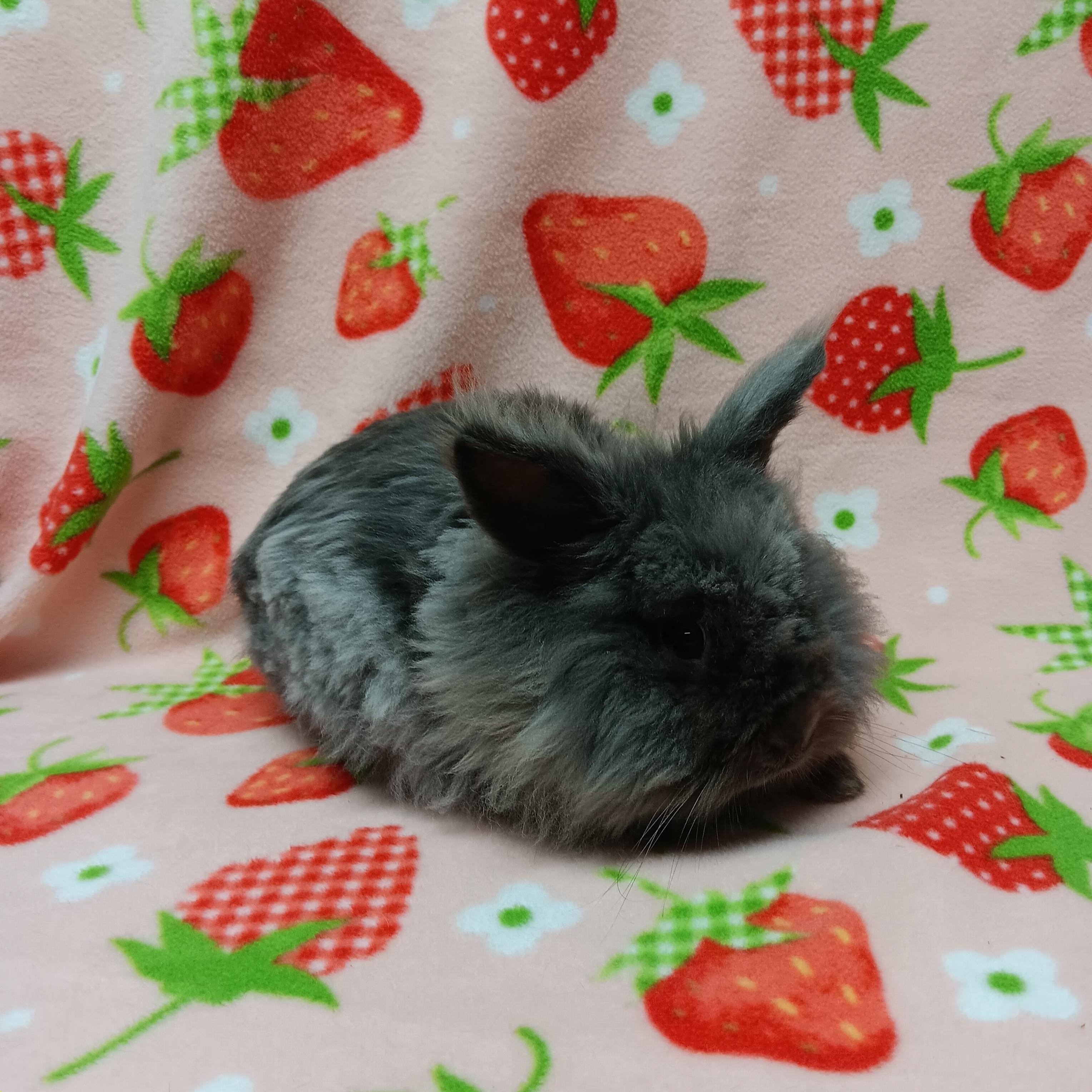 Enlarge Hamilton, a ADOPTABLE Lionhead in Harrisburg, PA image 2/3