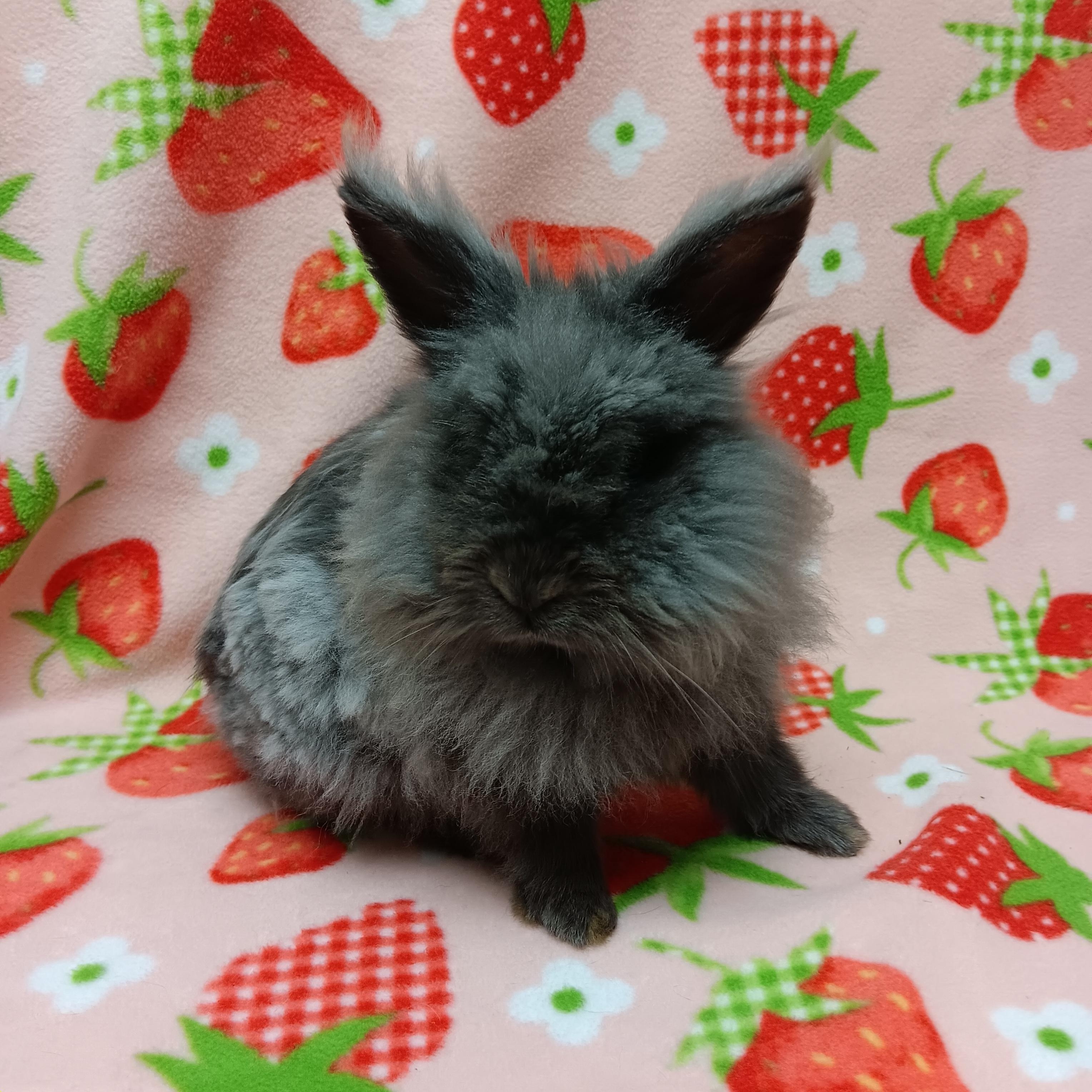 Hamilton, ADOPTABLE, Adult Male Lionhead.
