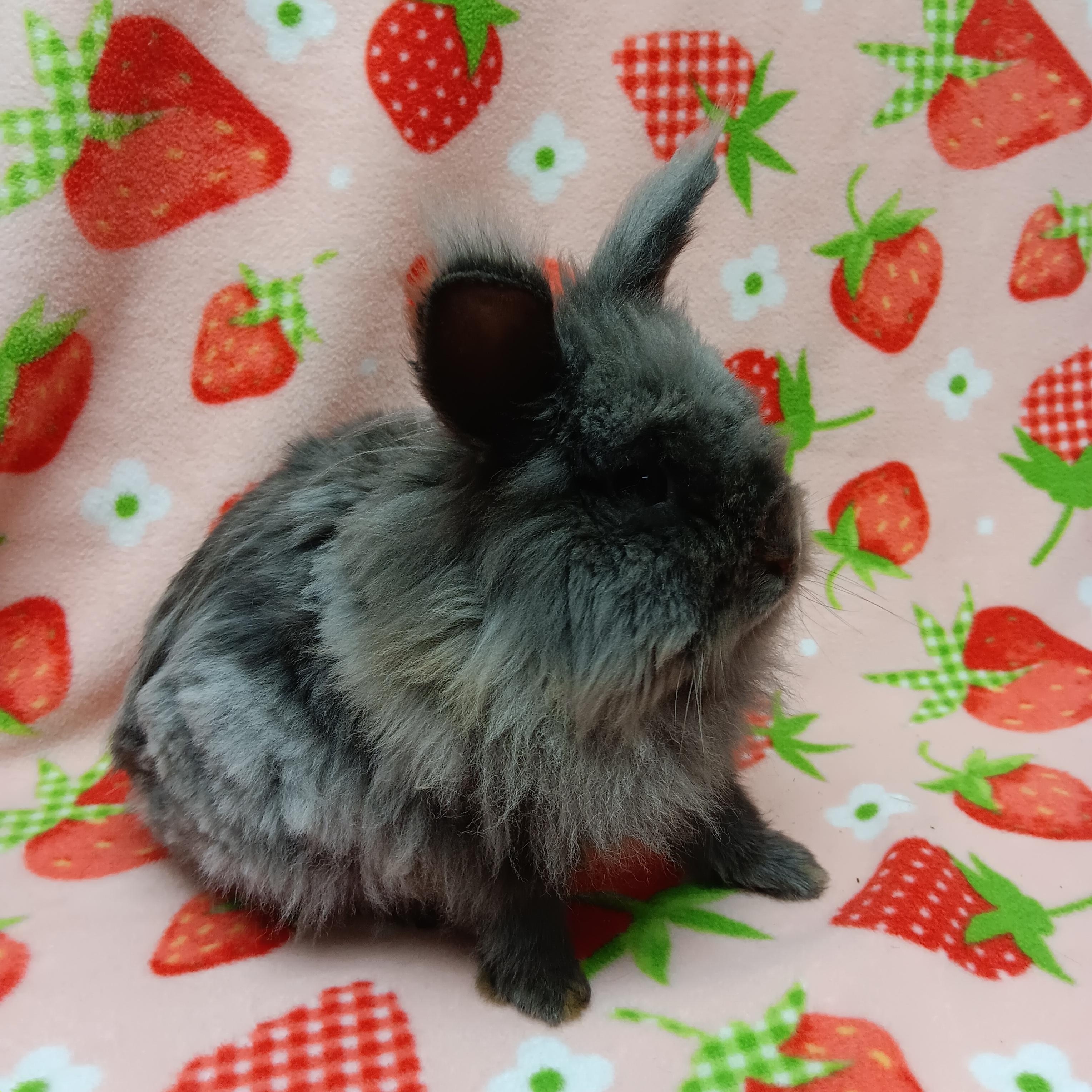 Enlarge Hamilton, a ADOPTABLE Lionhead in Harrisburg, PA image 3/3