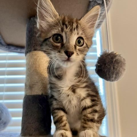 Puck, adopted, Kitten Male Tabby & Domestic Short Hair.