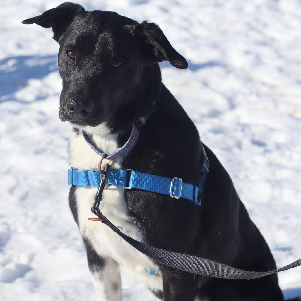 Enlarge Ralphy, a Adoptable Mixed Breed in Waukesha, WI image 1/6