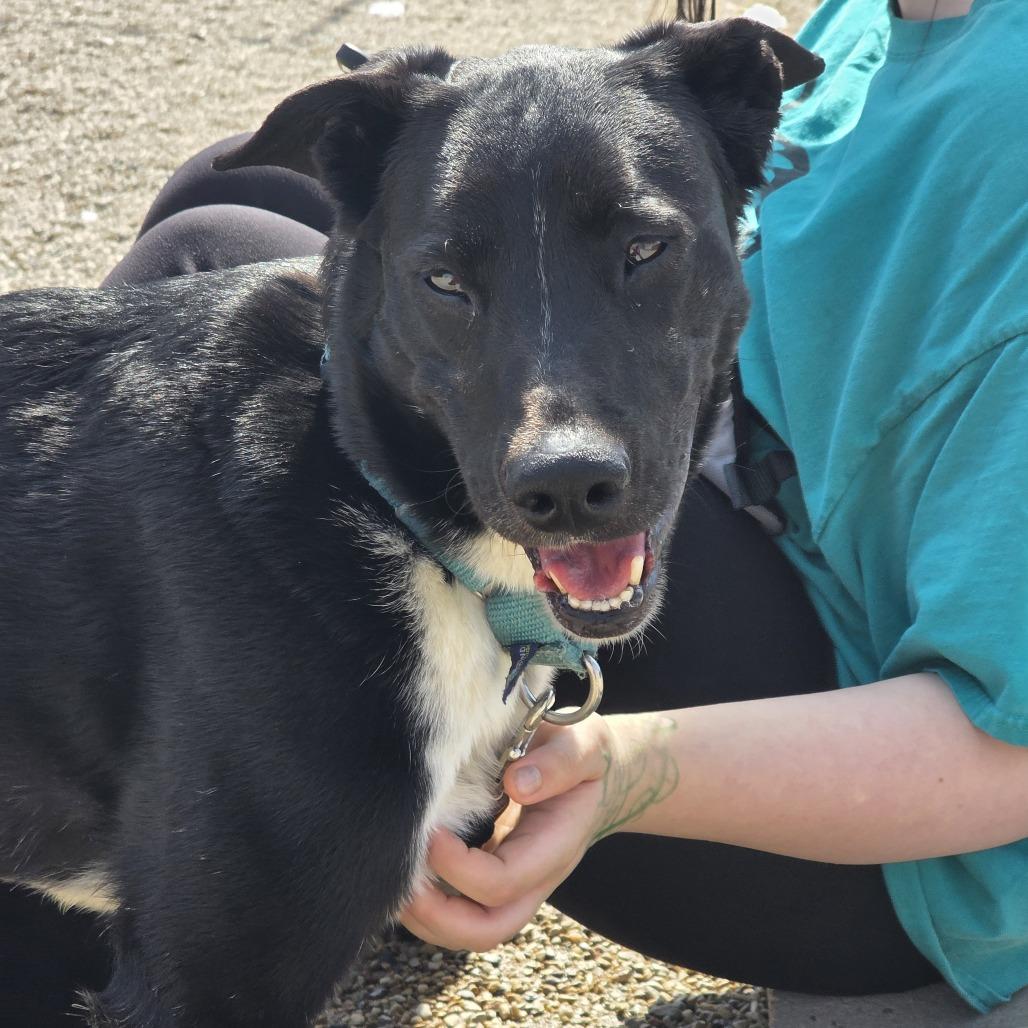 Enlarge Ralphy, a Adoptable Mixed Breed in Waukesha, WI image 2/6