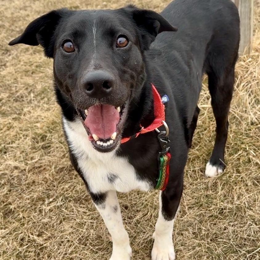 Enlarge Ralphy, a Adoptable Mixed Breed in Waukesha, WI image 3/6