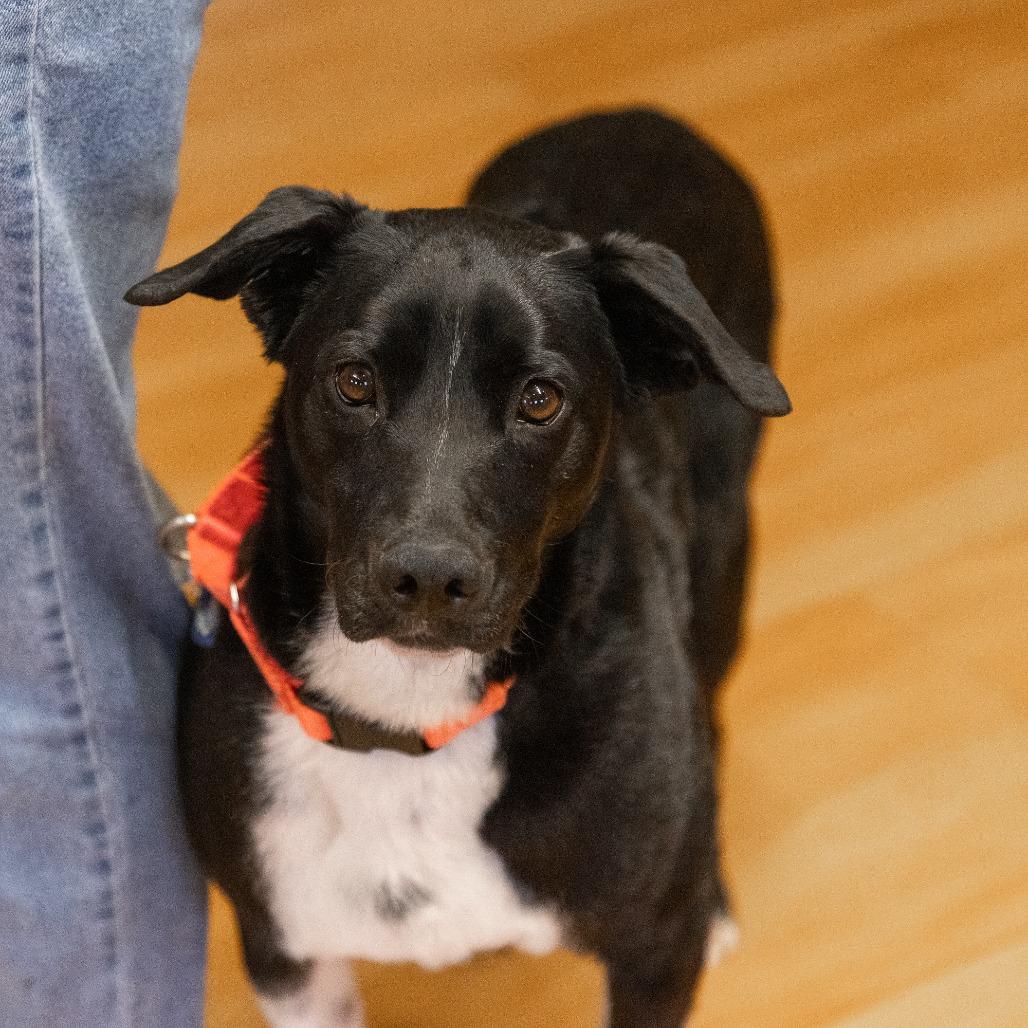 Enlarge Ralphy, a Adoptable Mixed Breed in Waukesha, WI image 4/6