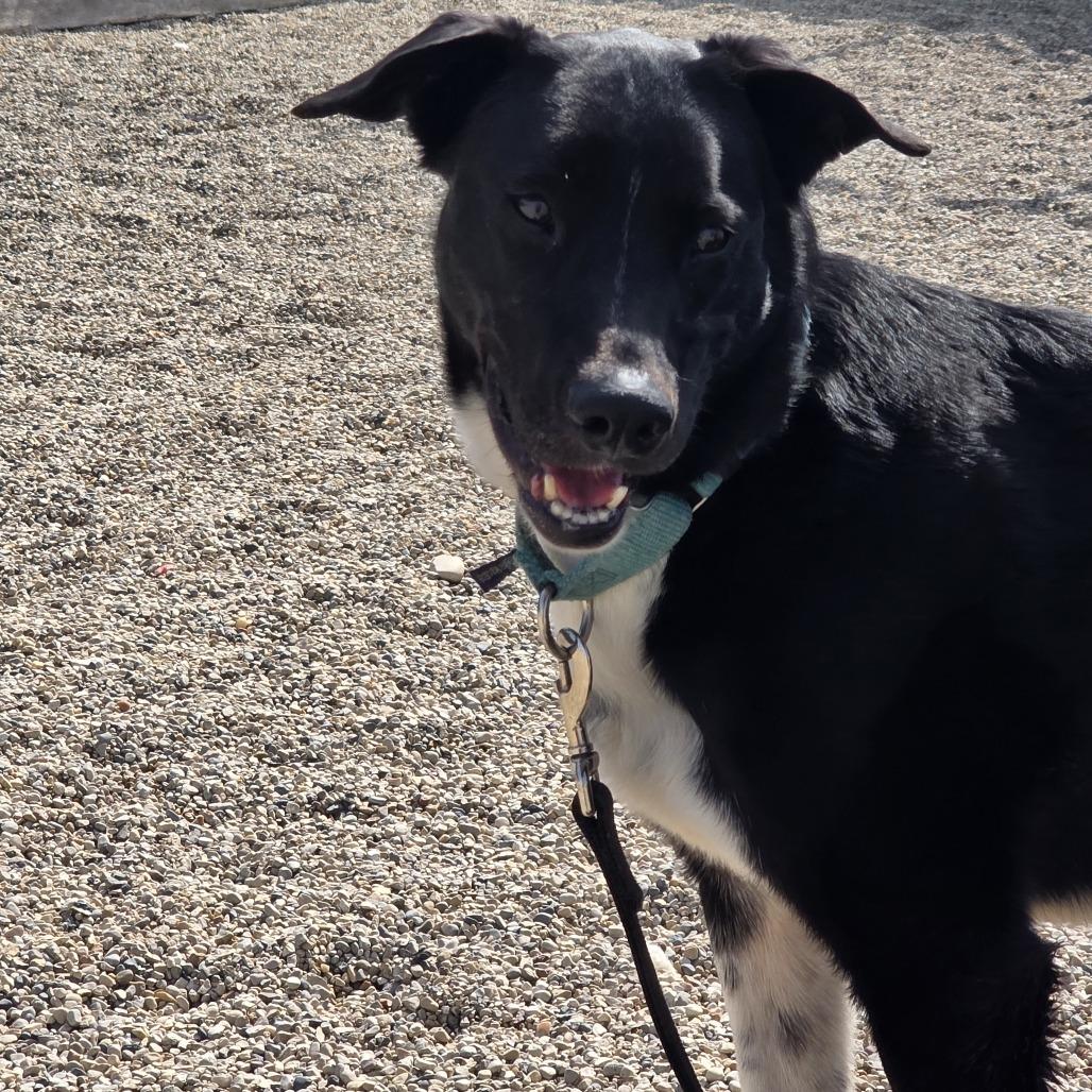 Enlarge Ralphy, a Adoptable Mixed Breed in Waukesha, WI image 5/6
